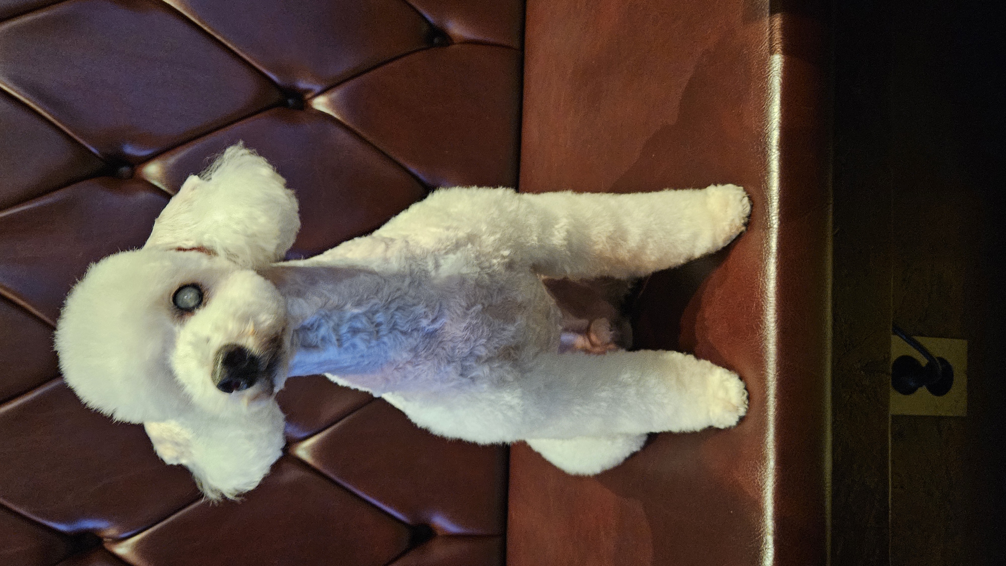 보령빛돌이(송이)검사결과