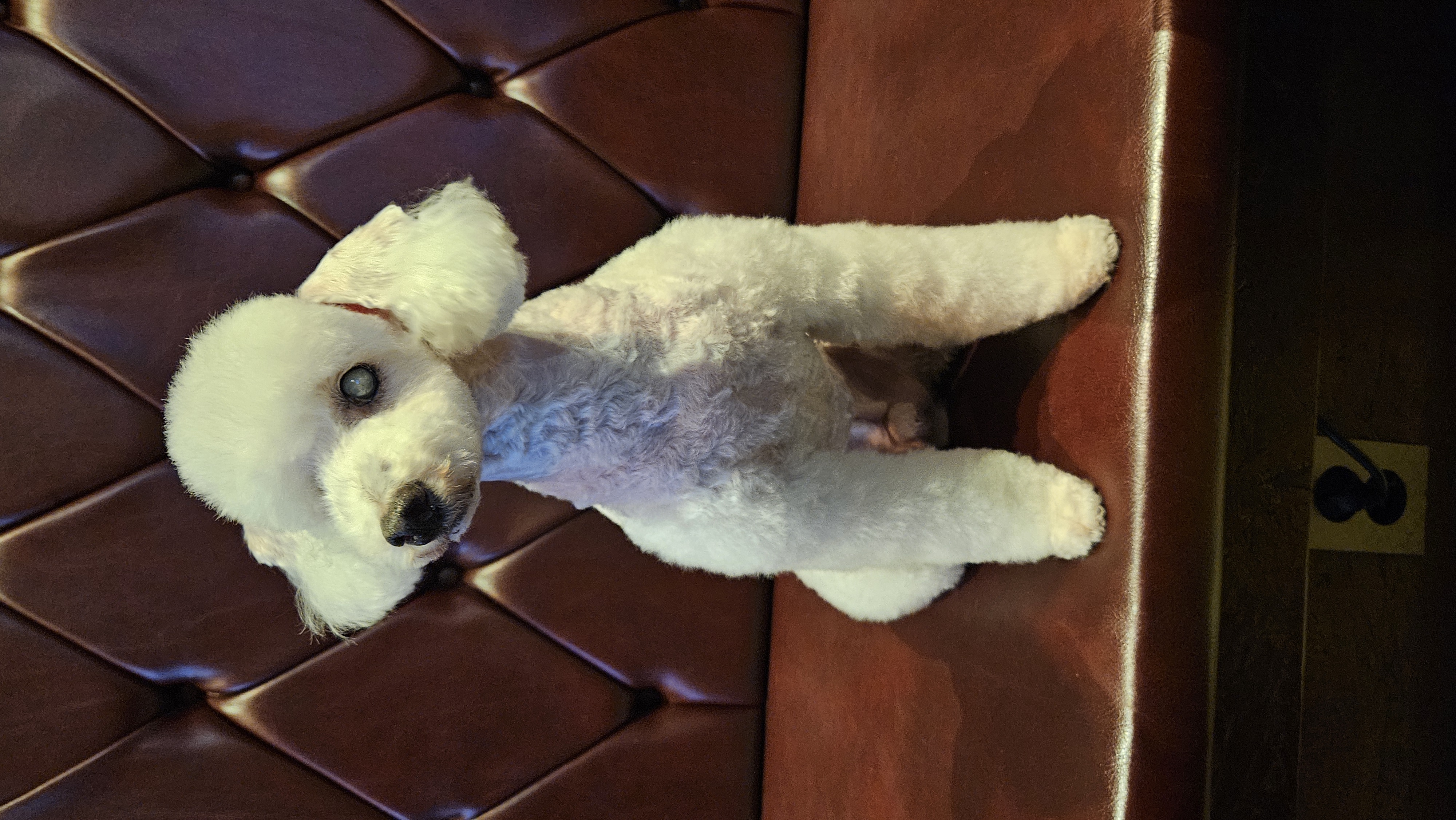 보령빛돌이(송이)검사결과