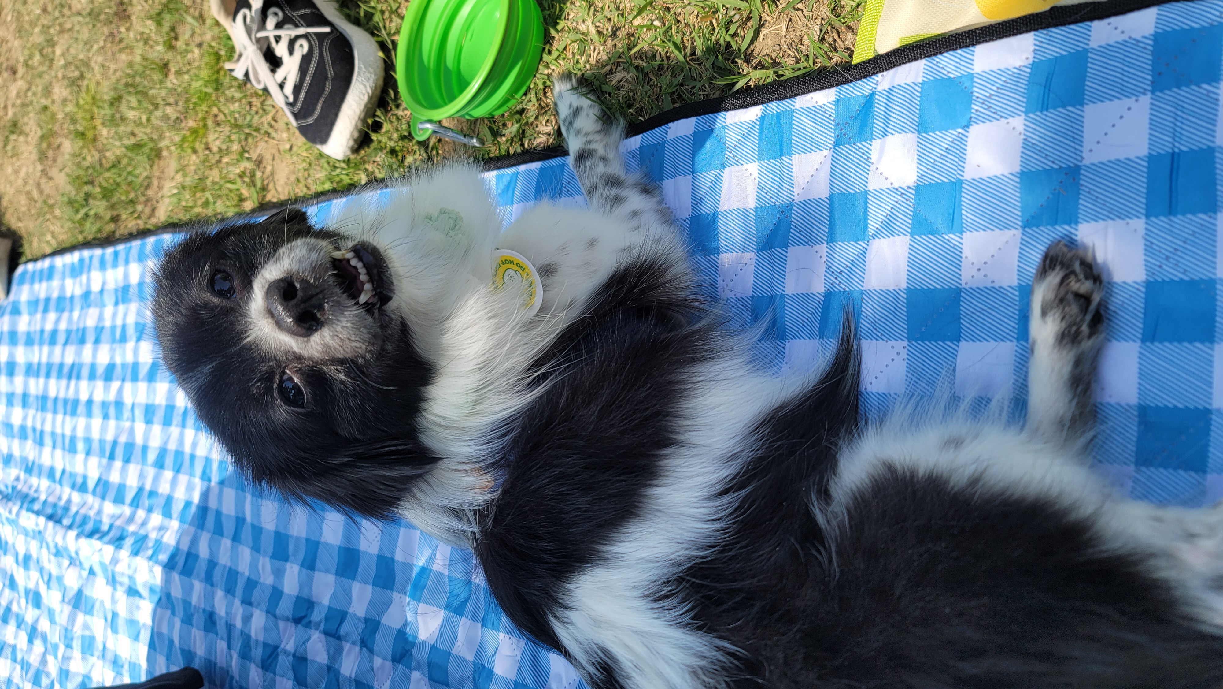 오이(오야) 입양 2년 후