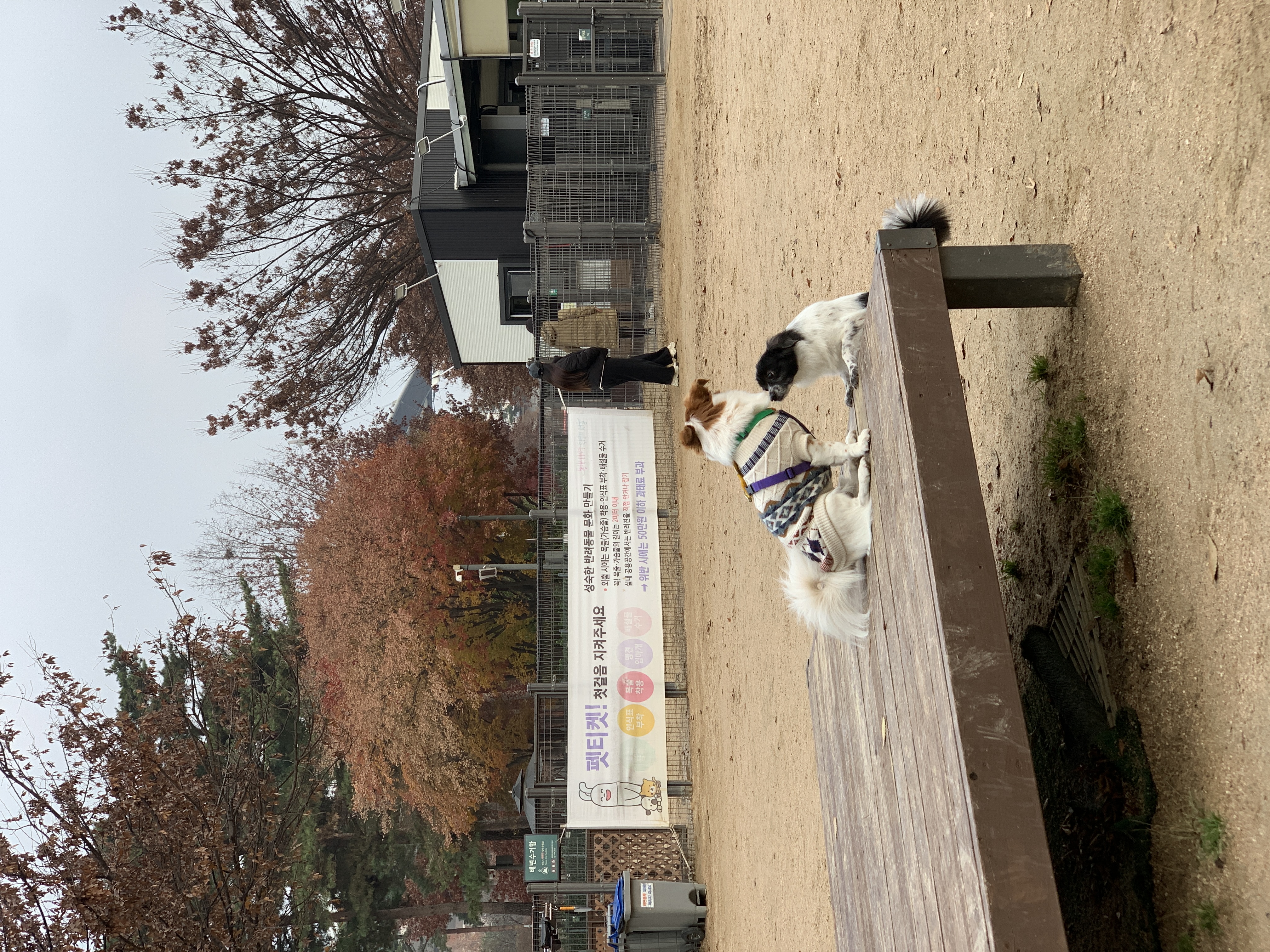 오이(오야) 입양 2년 후