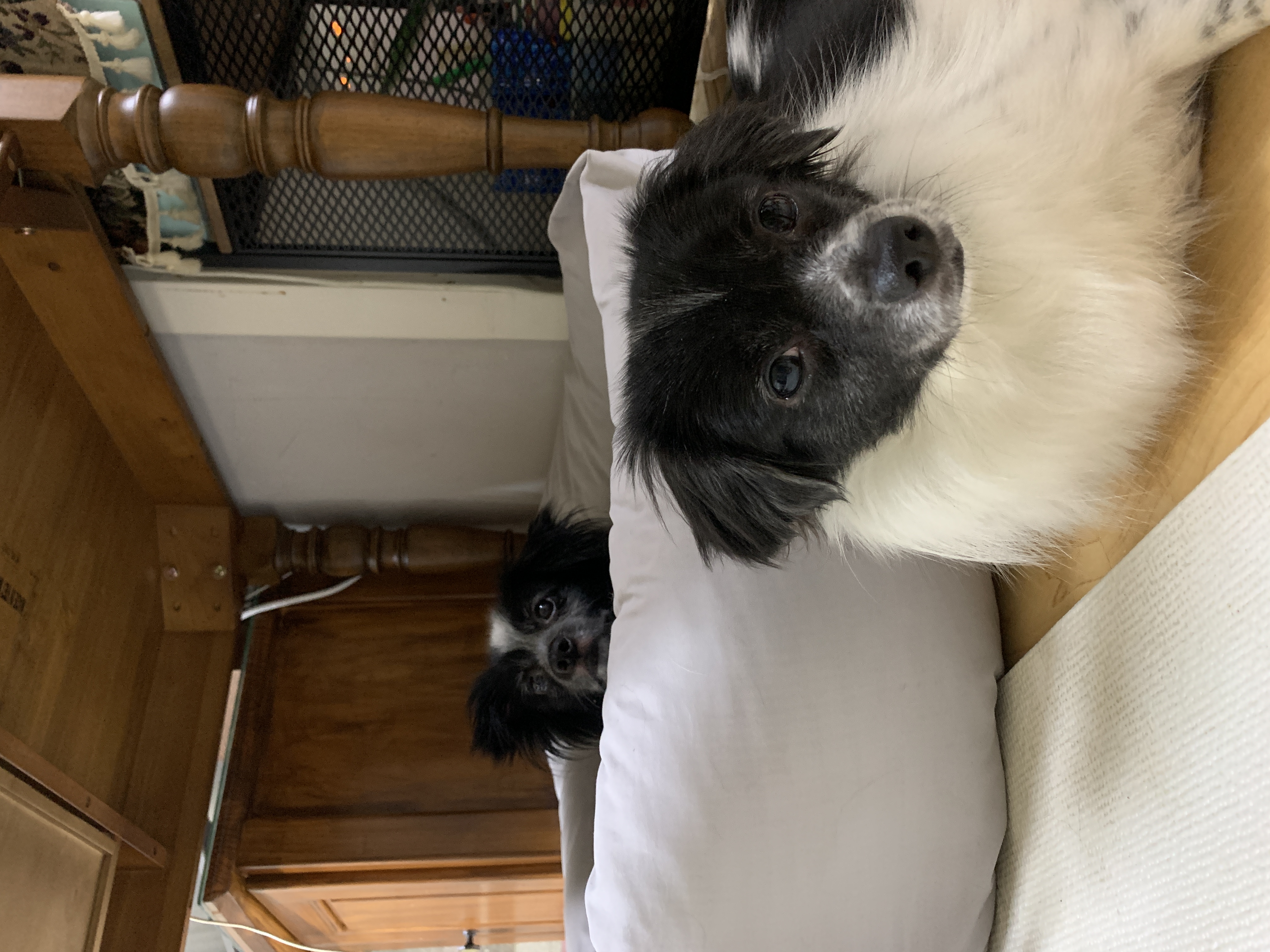 오이(오야) 입양 2년 후