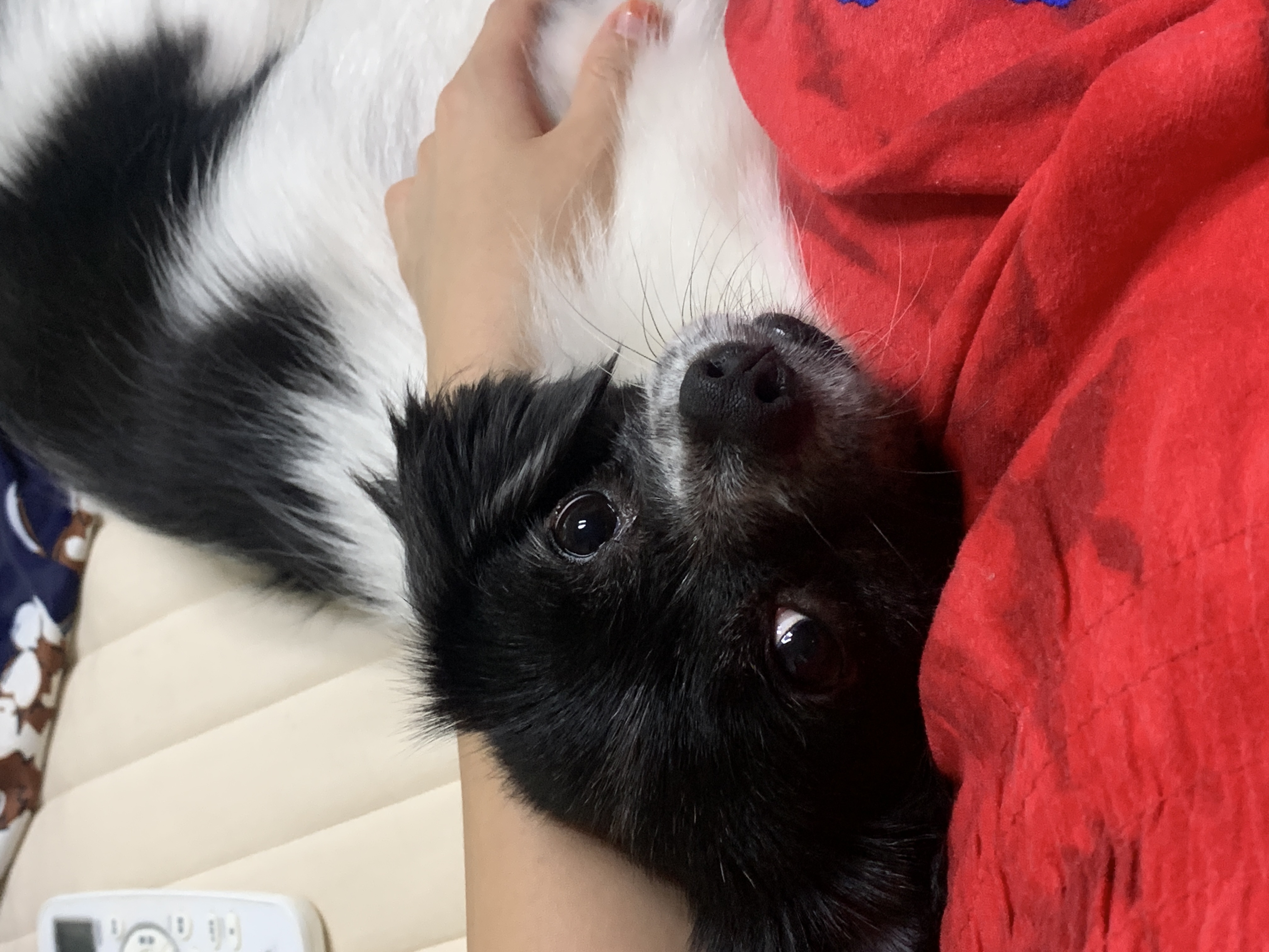 오이(오야) 입양 2년 후