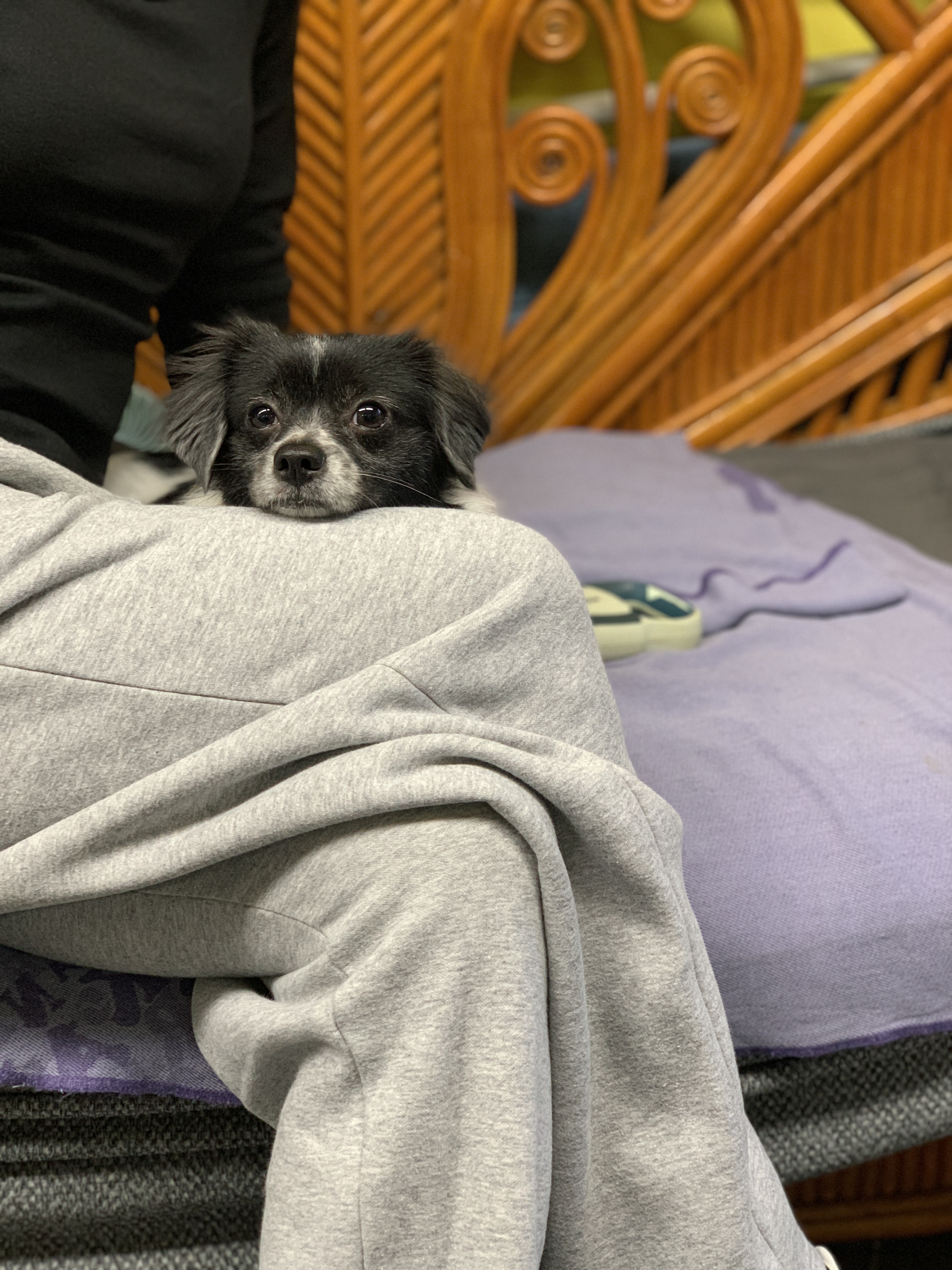 오이(오야) 입양 2년 후