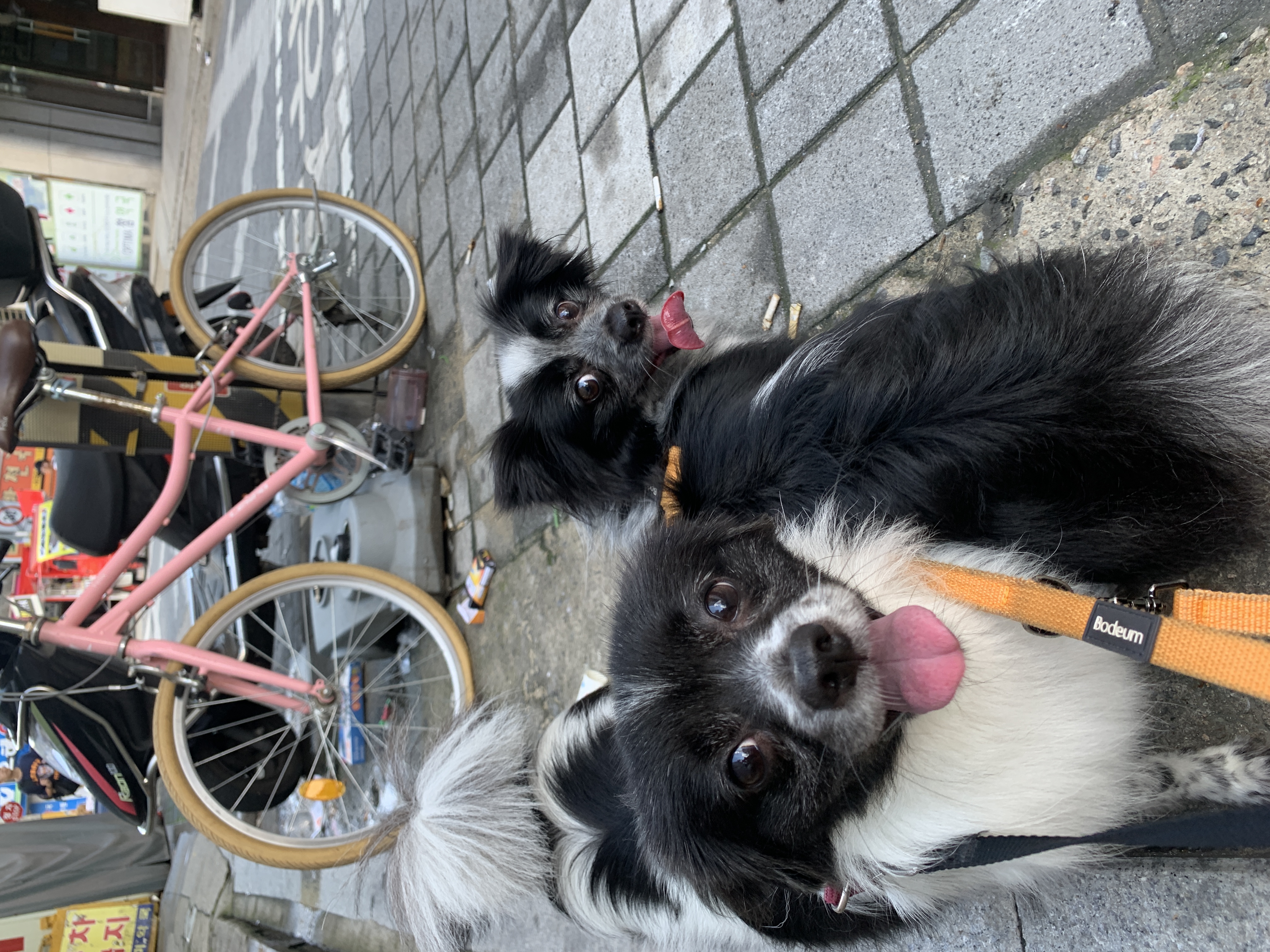 오이(오야) 입양 2년 후