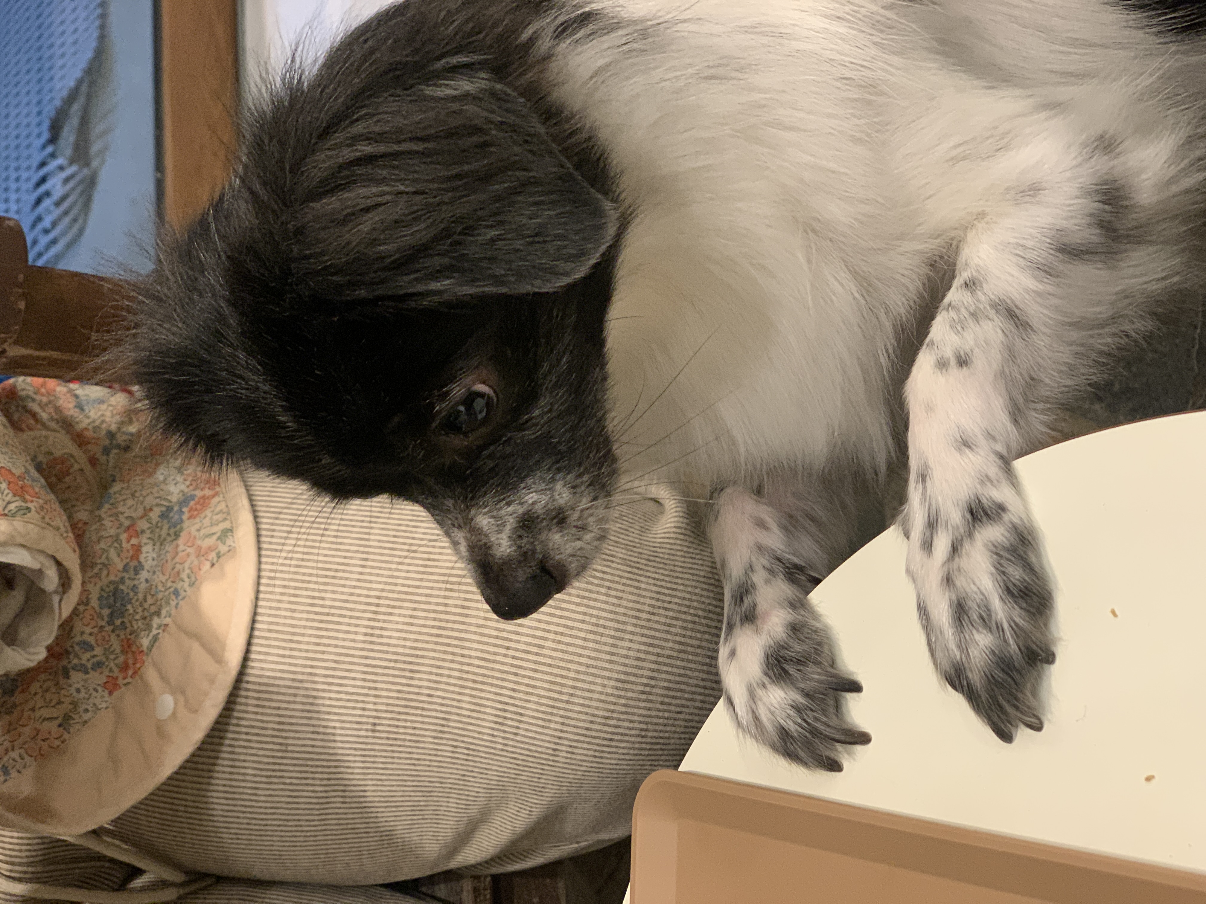 오이(오야) 입양 2년 후