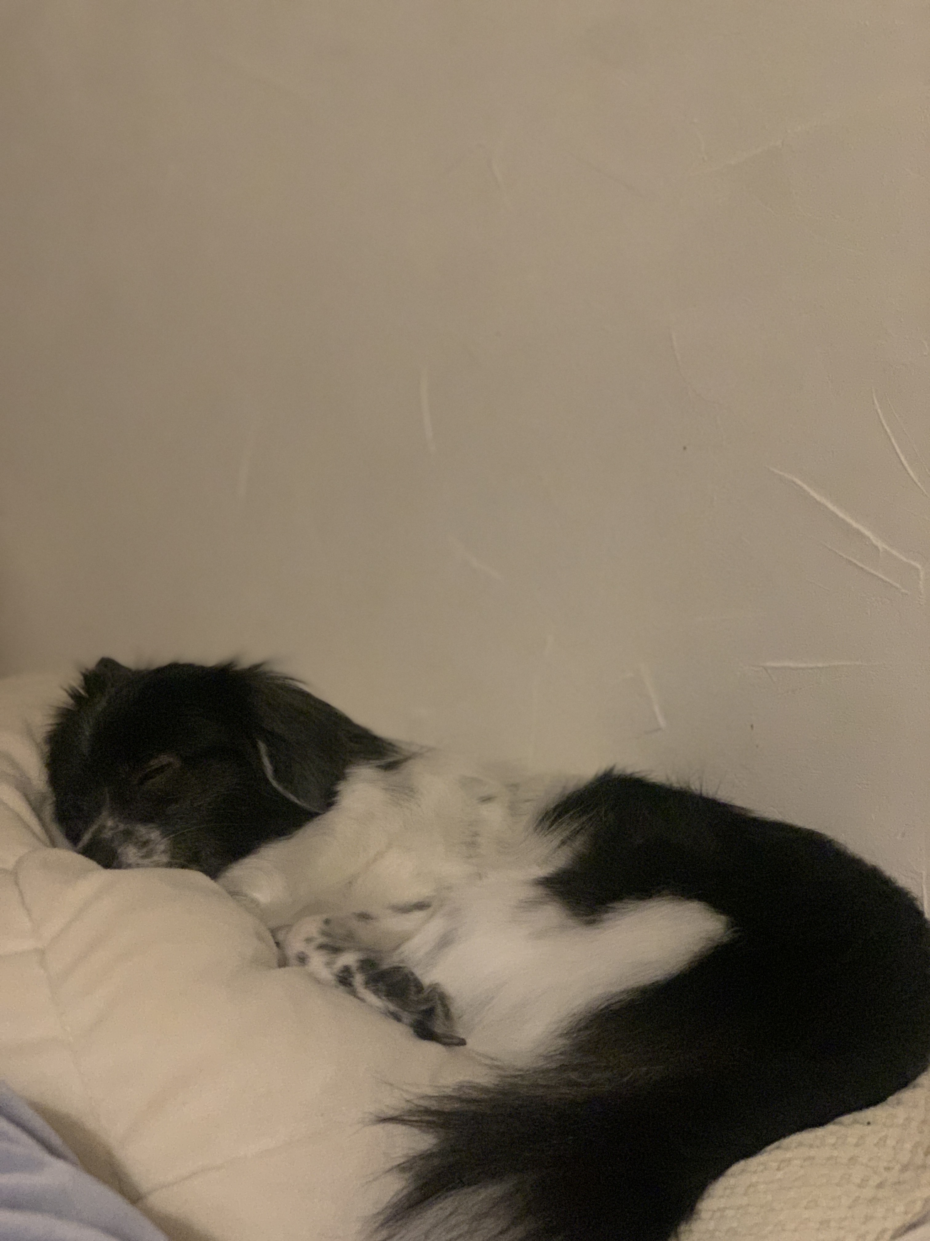 오이(오야) 입양 2년 후