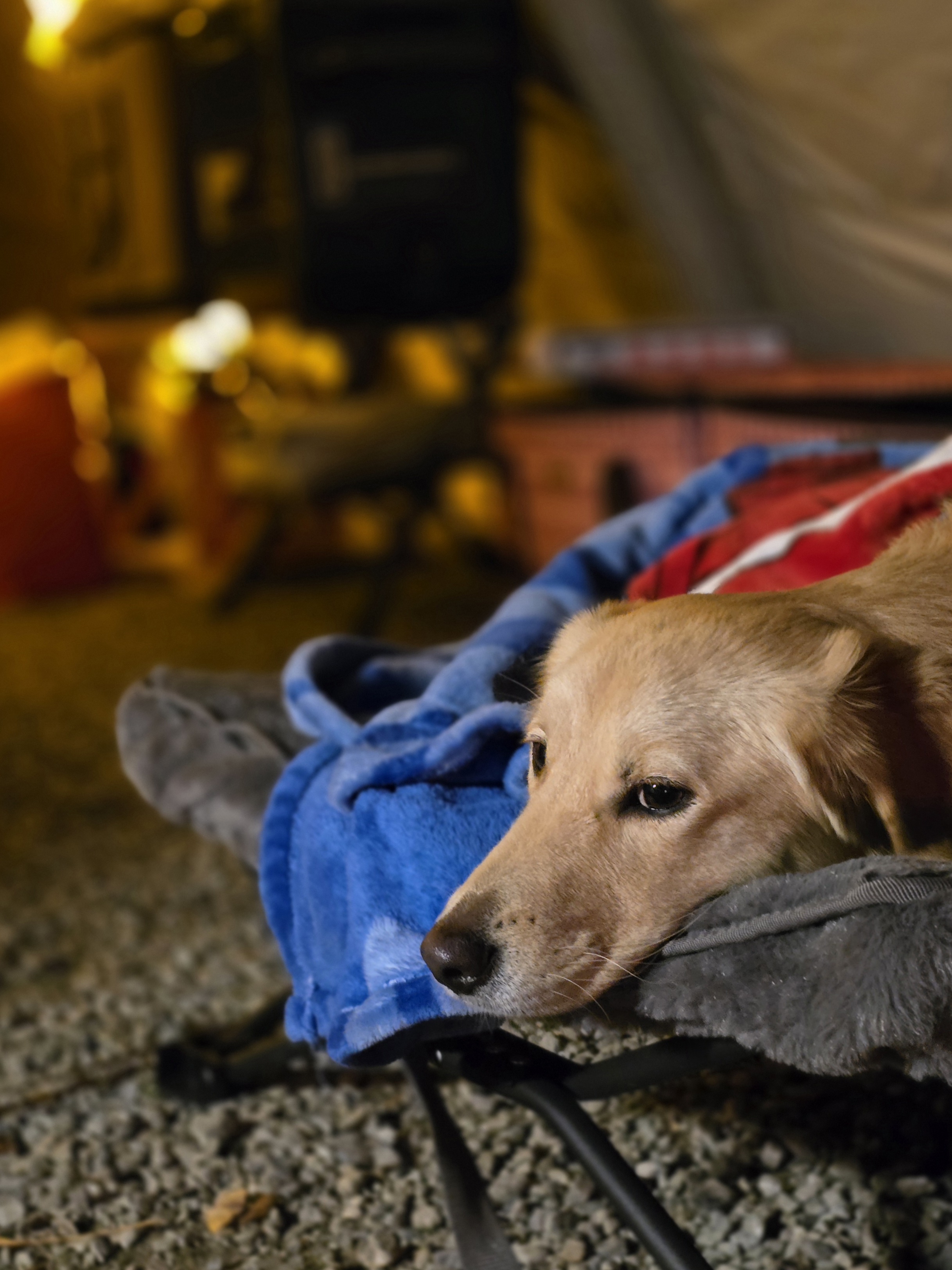 당근이 (삼온이) 입양 2년 후기