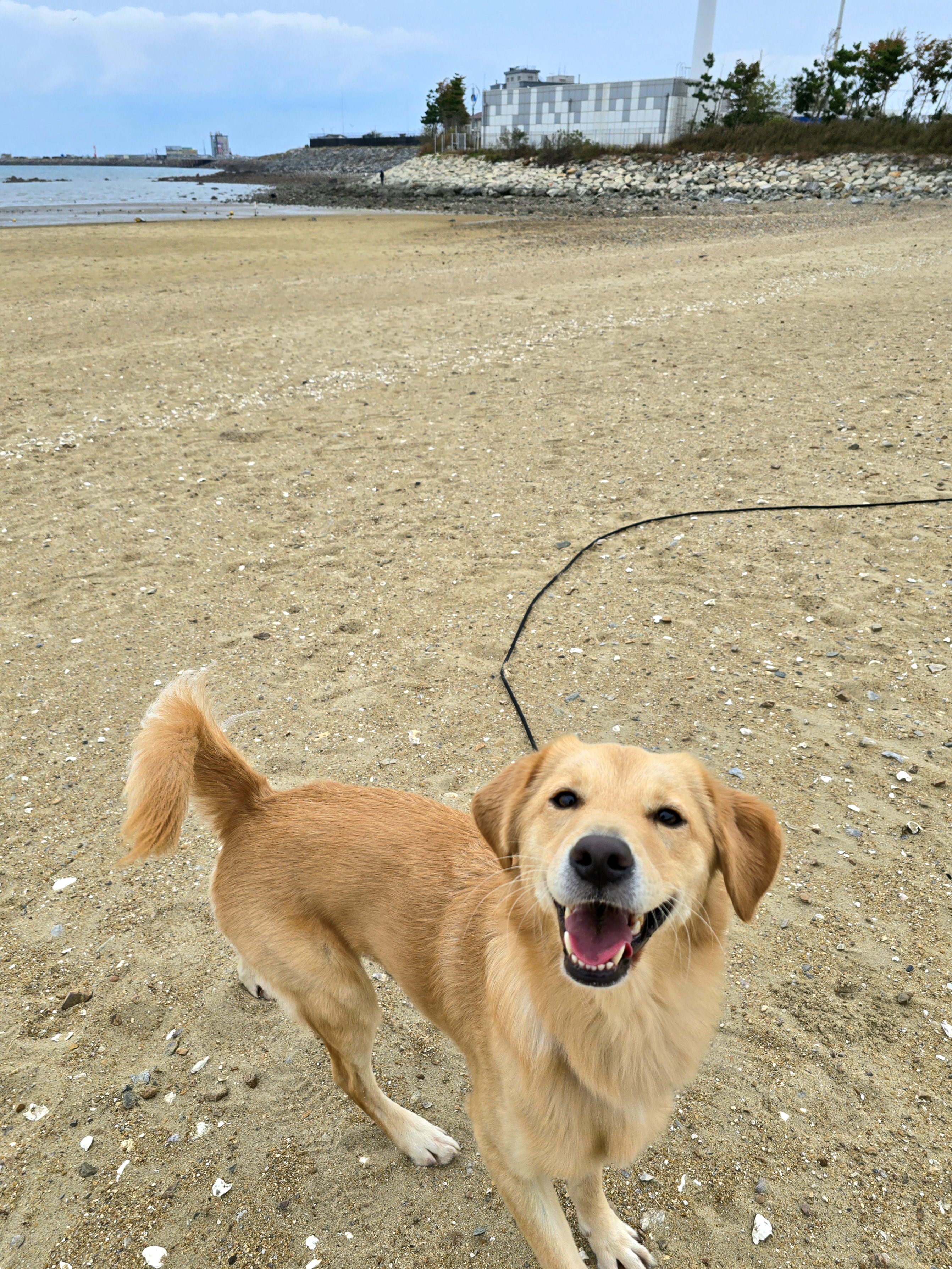 당근이 (삼온이) 입양 2년 후기