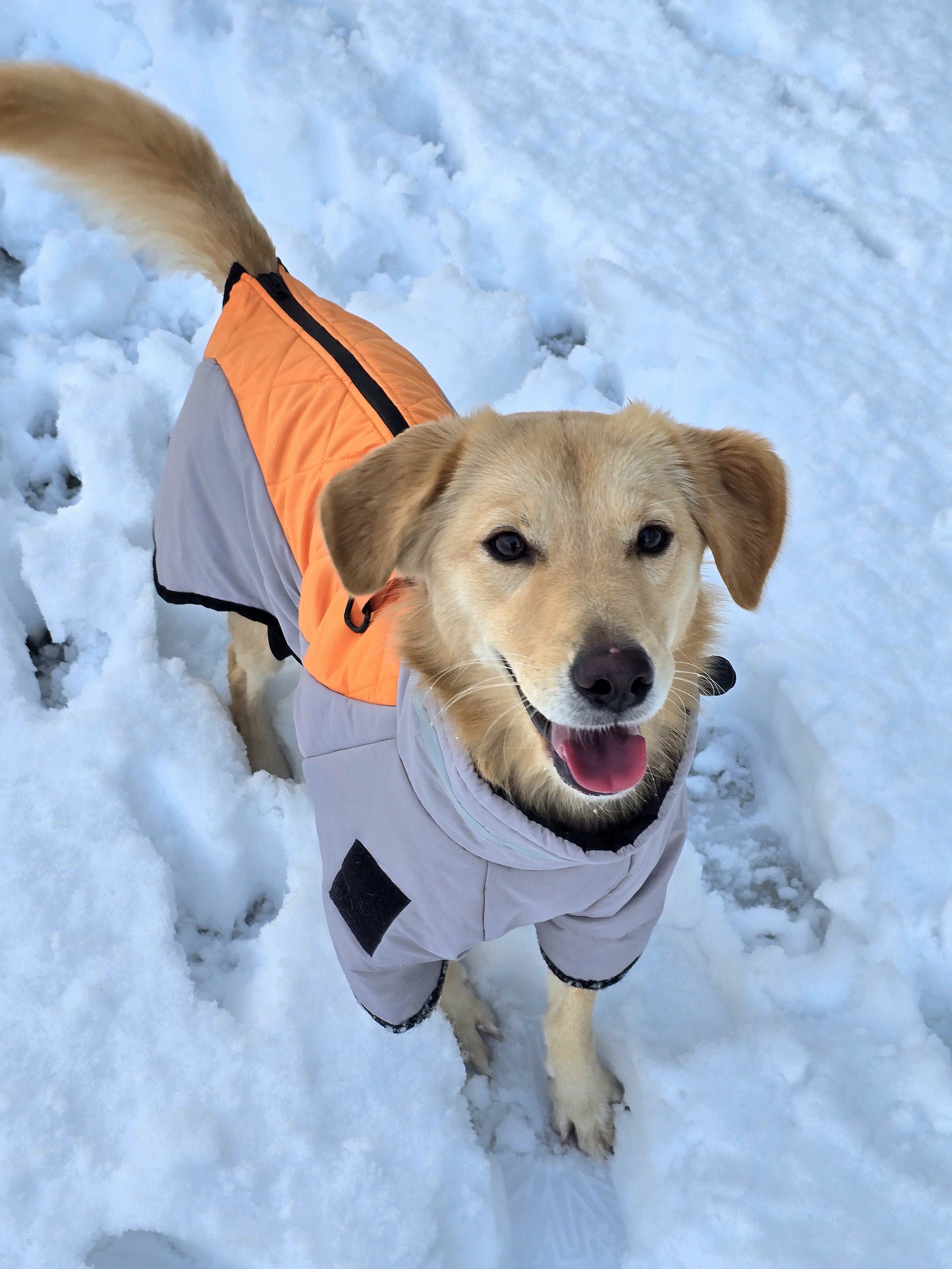 당근이 (삼온이) 입양 2년 후기