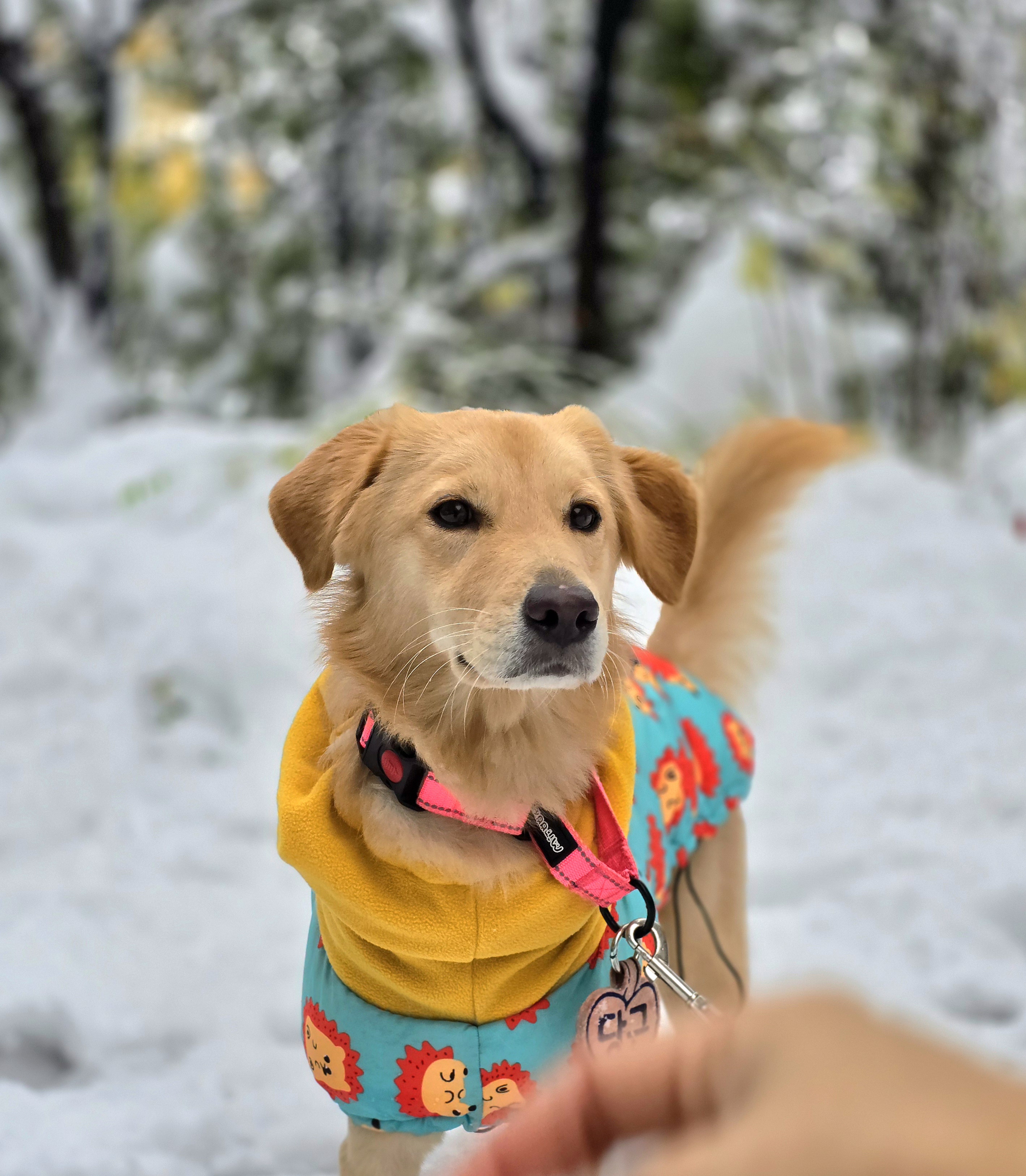 당근이 (삼온이) 입양 2년 후기