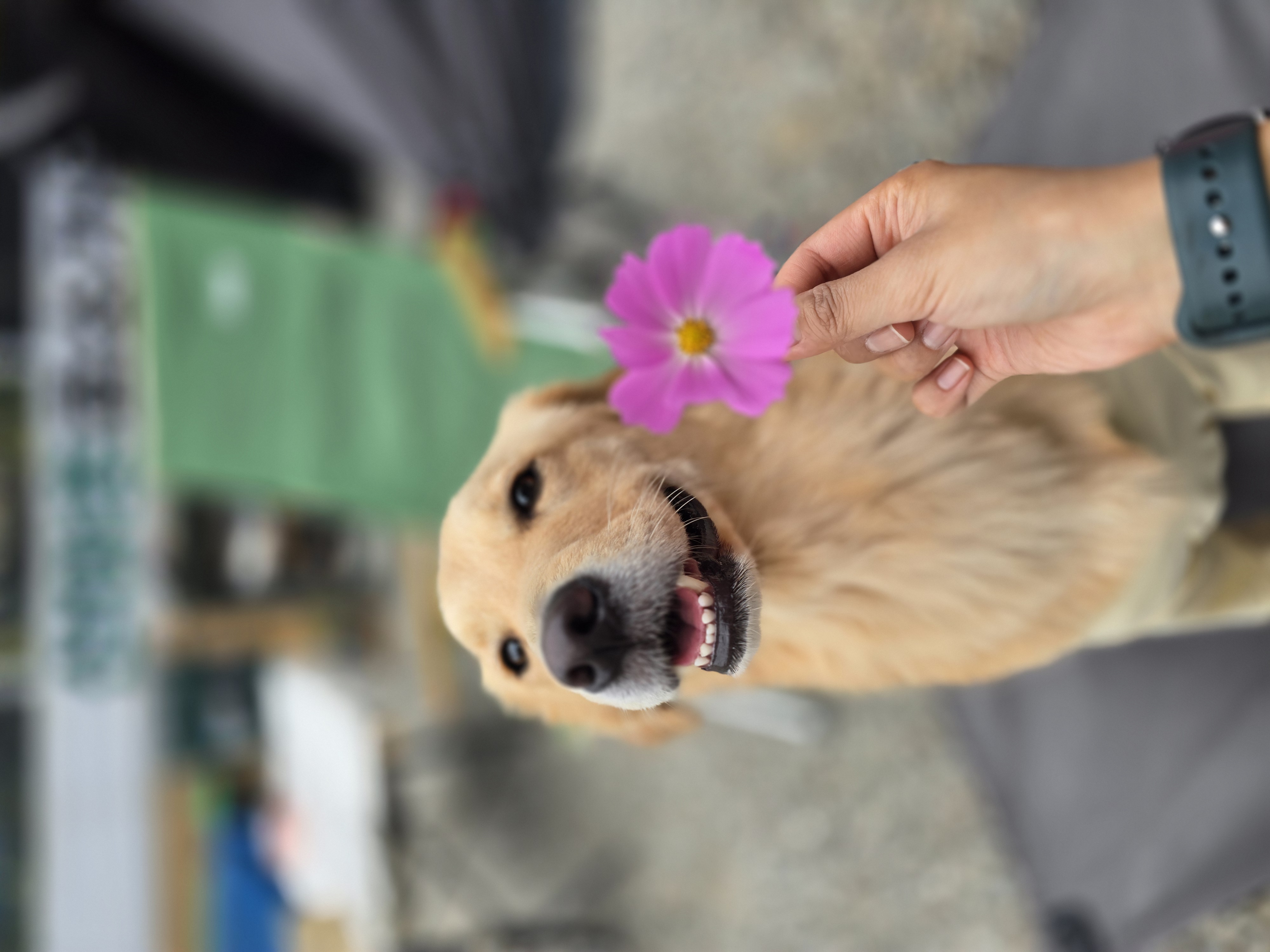 당근이 (삼온이) 입양 2년 후기