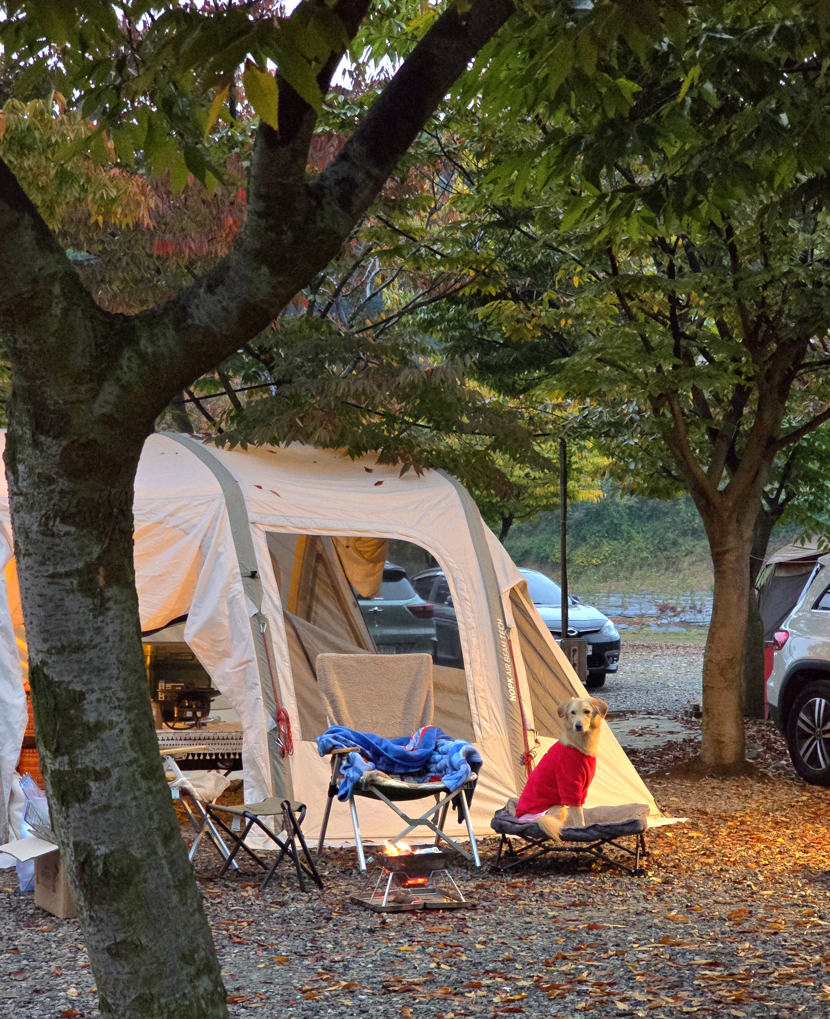 당근이 (삼온이) 입양 2년 후기