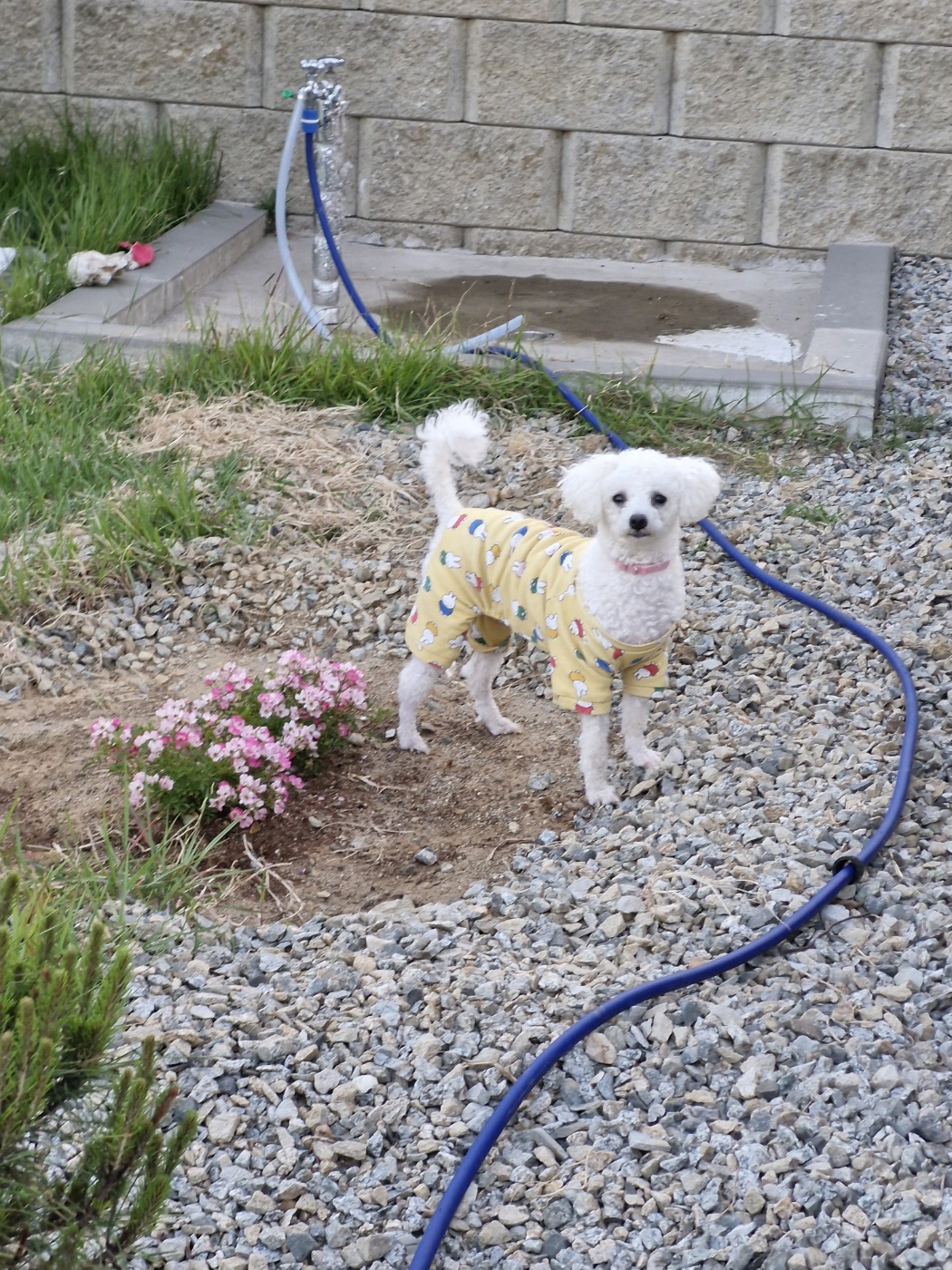 루아(구 양양이) 저희 가족이 된지 1년 되었어요.