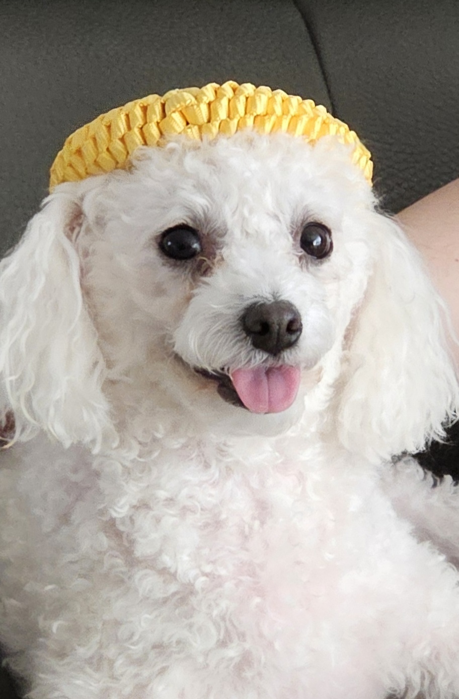 루아(구 양양이) 저희 가족이 된지 1년 되었어요.