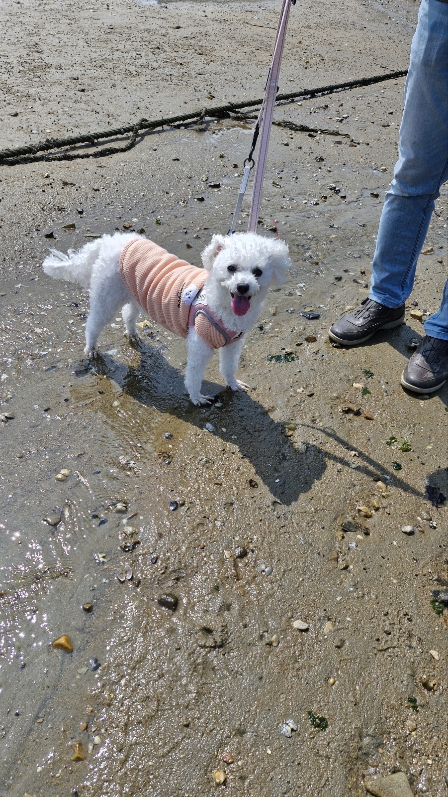 루아(구 양양이) 저희 가족이 된지 1년 되었어요.