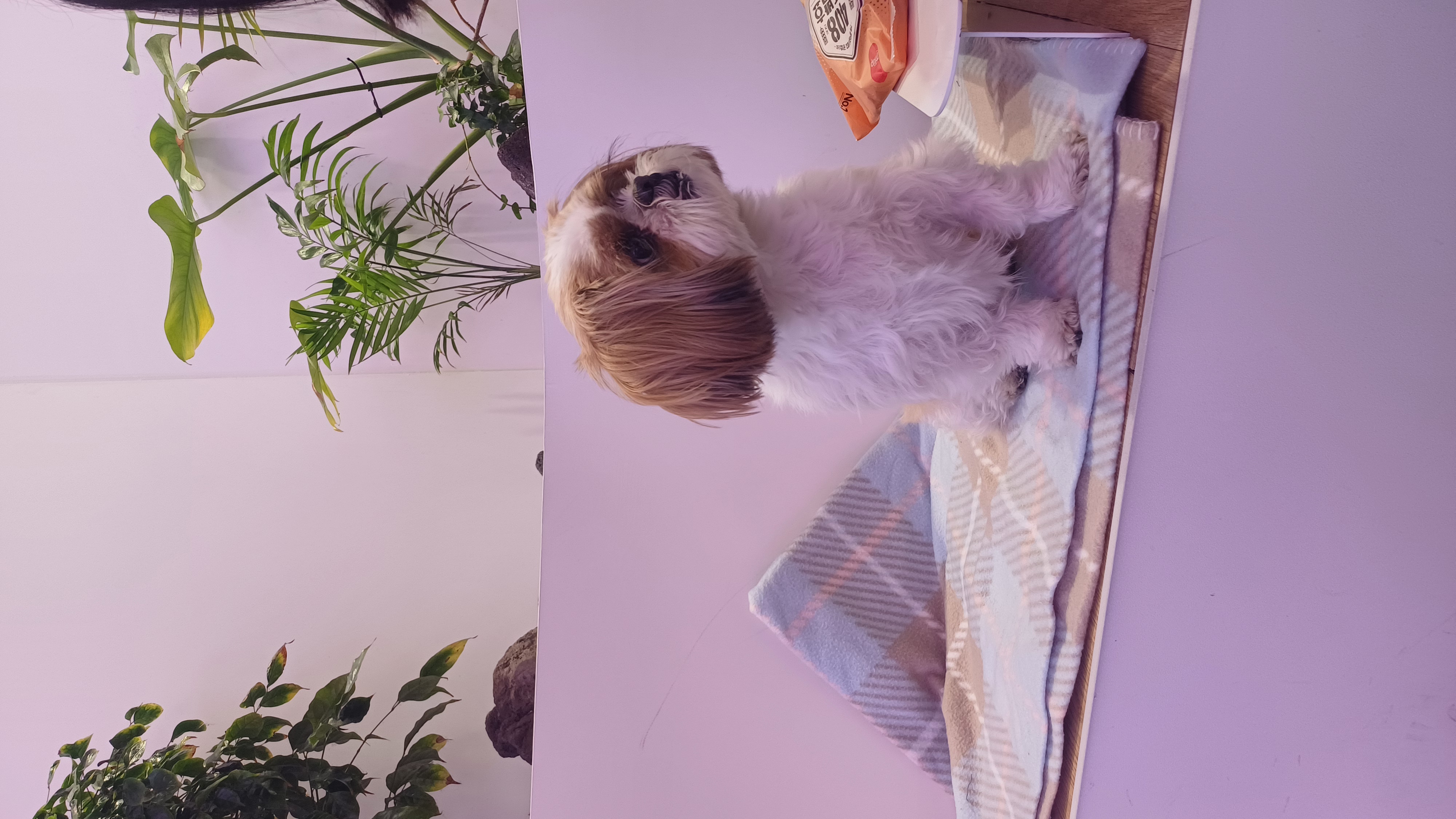 천진이 3년차~