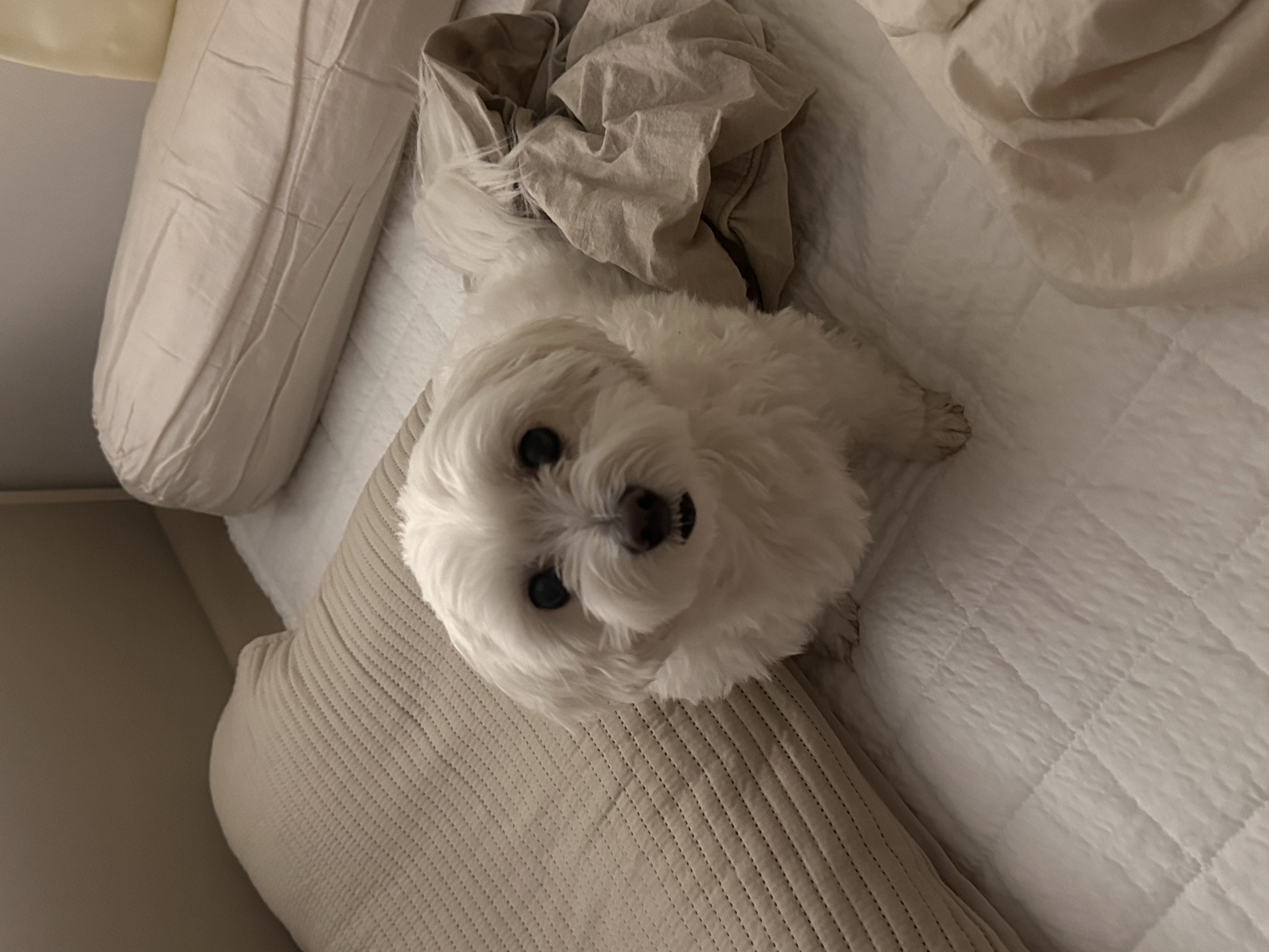 임뽀또(하즈) 1년 후 소식전해드려요~~☺️