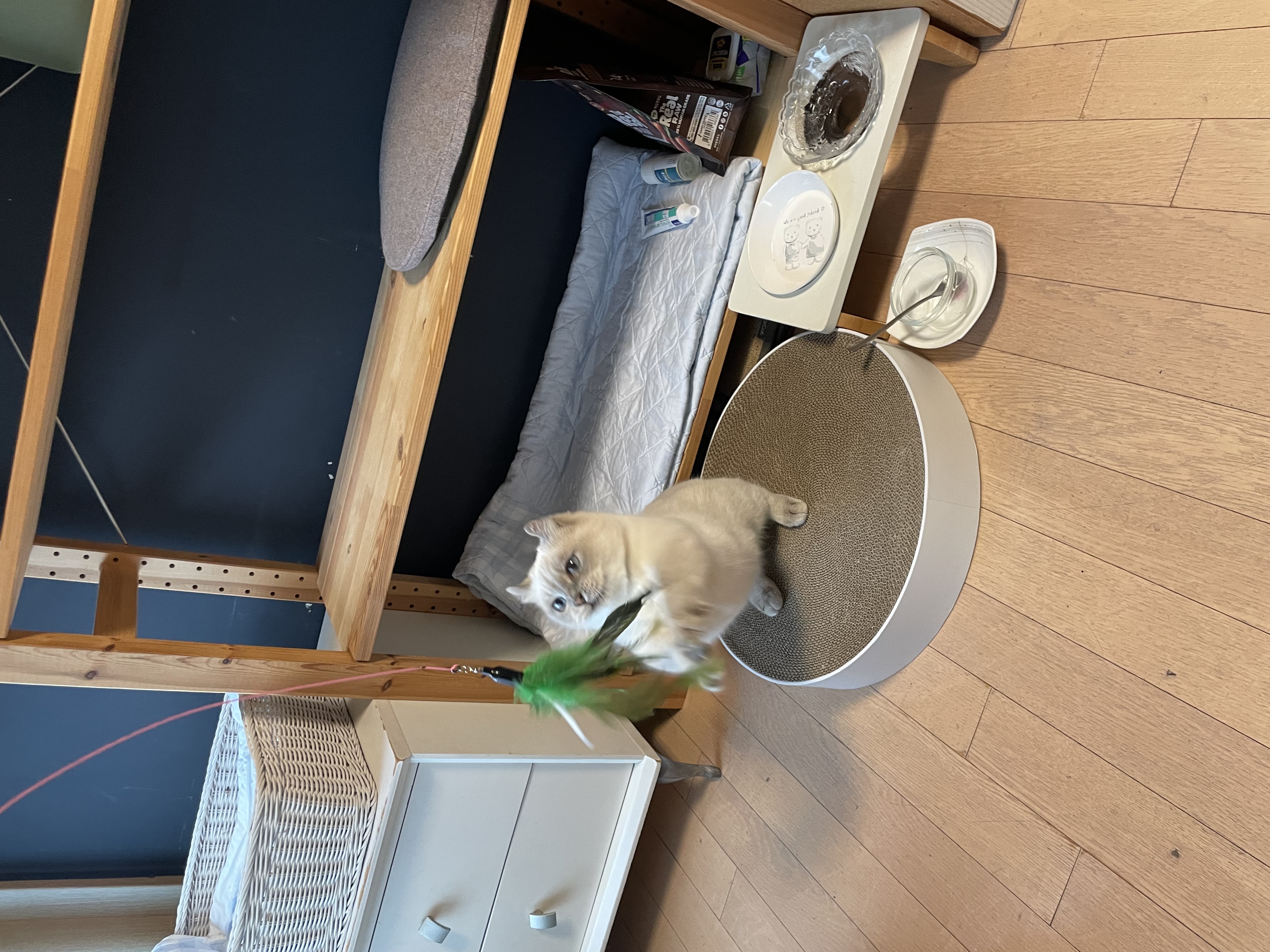 임시보호 한달후 가족이된 하츄(버찌)