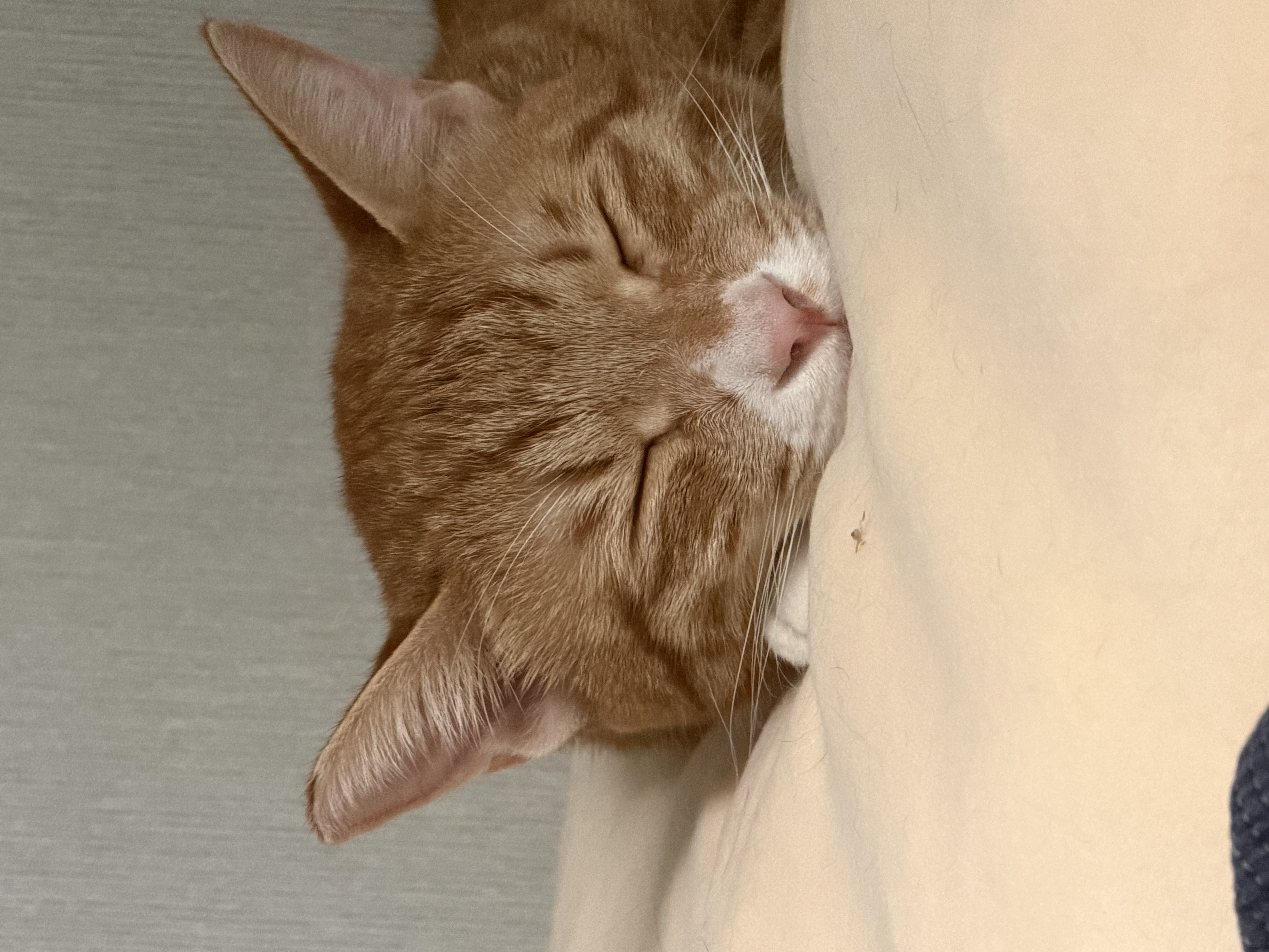 말랑콩떡과의 일년