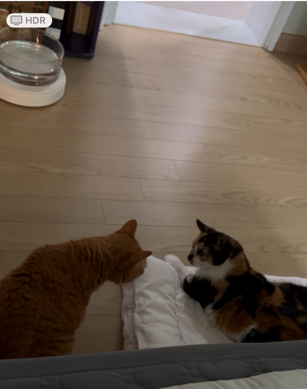 엄빠가 생기신 묘르신 달이(달냥이)