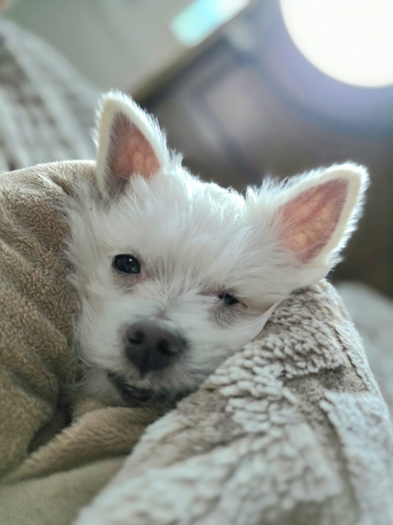 입양 5개월 차(익순이)