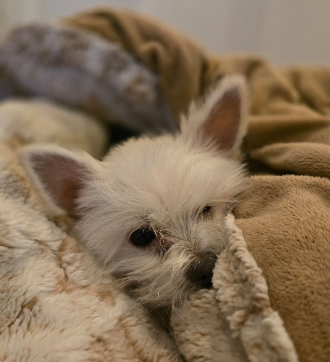 입양 5개월 차(익순이)