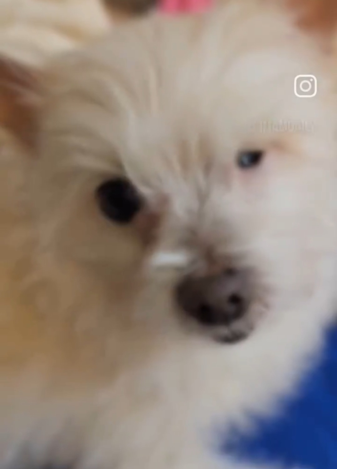 입양 5개월 차(익순이)