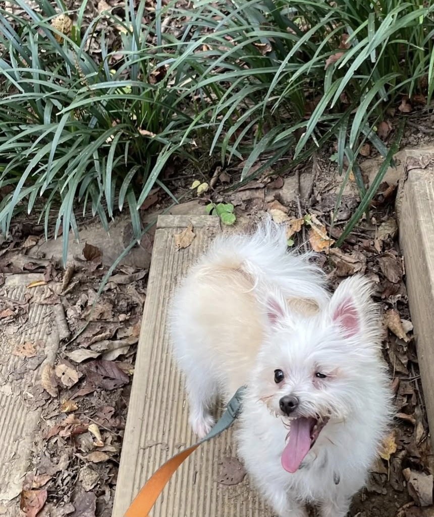 입양 5개월 차(익순이)