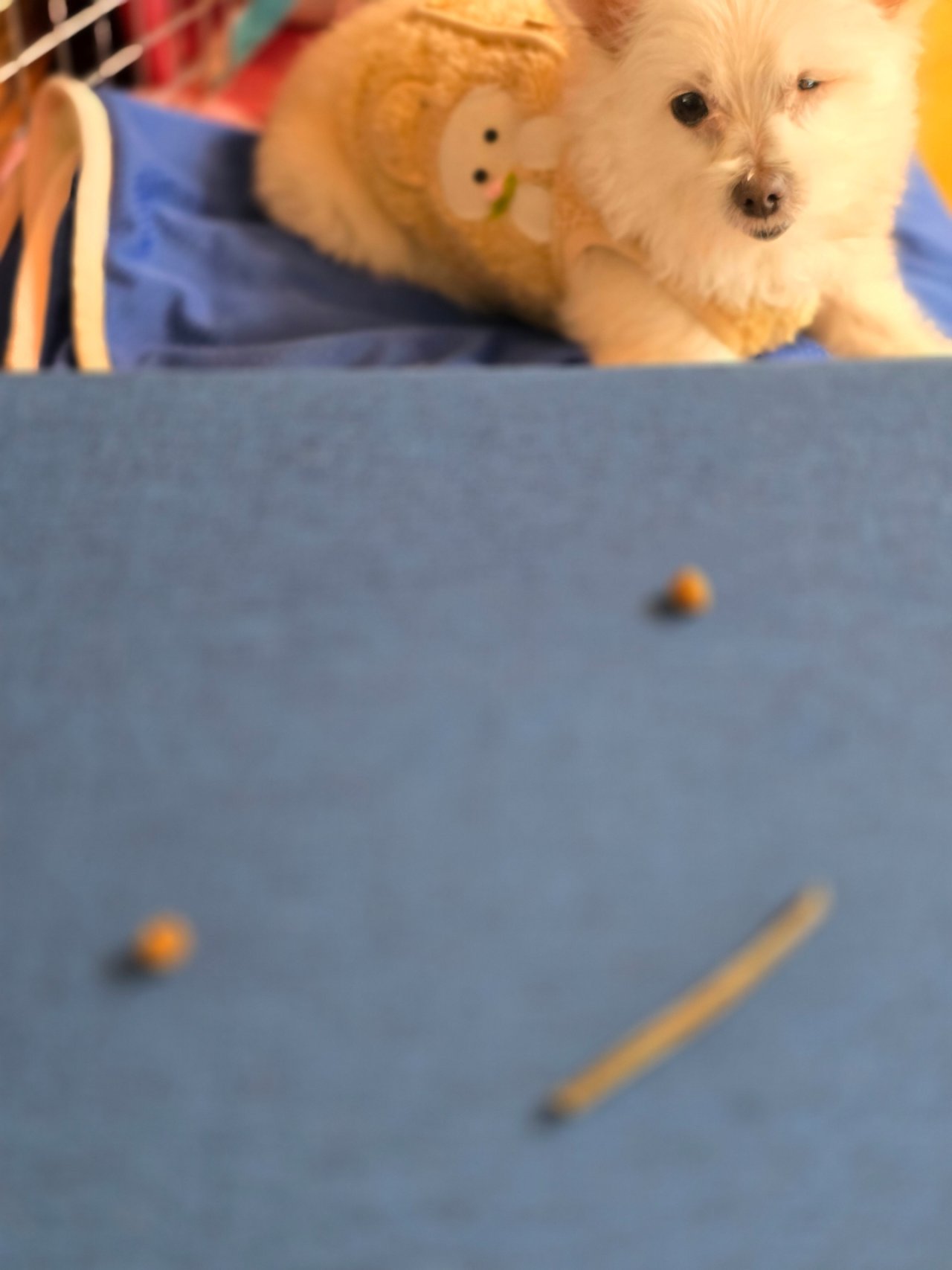 입양 5개월 차(익순이)