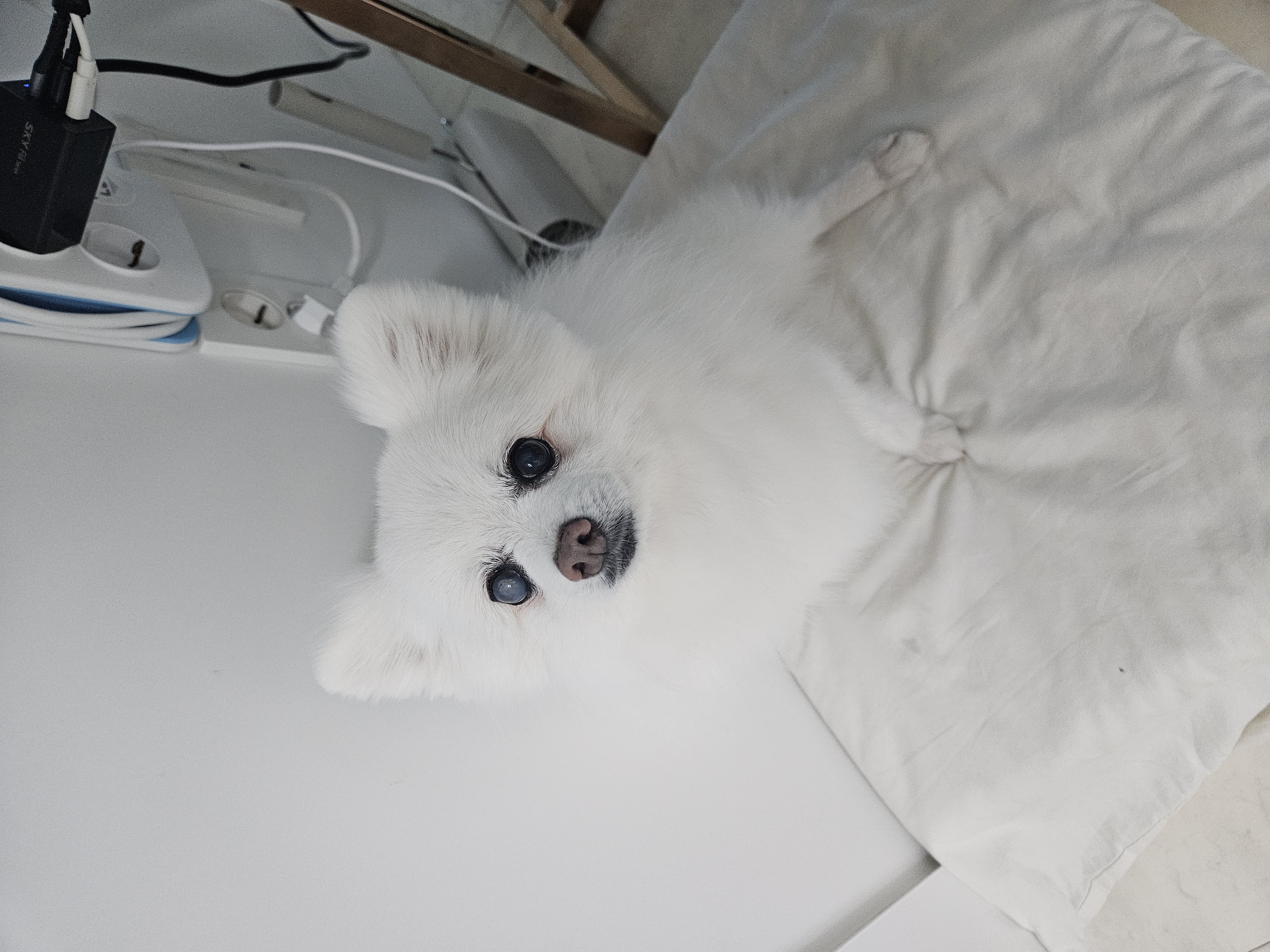 보슬이 연장해서 임시보호중 입니다