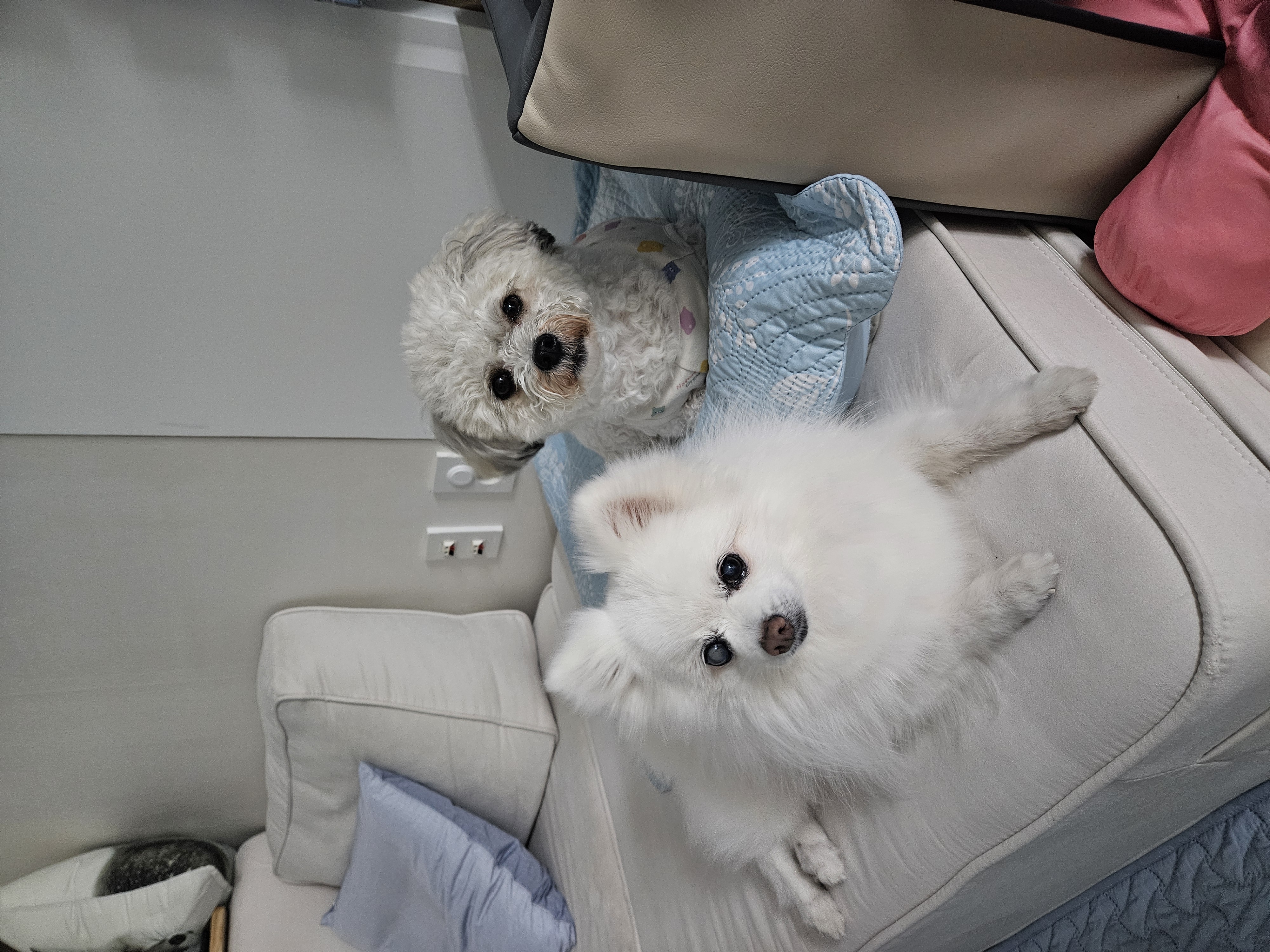 보슬이 연장해서 임시보호중 입니다