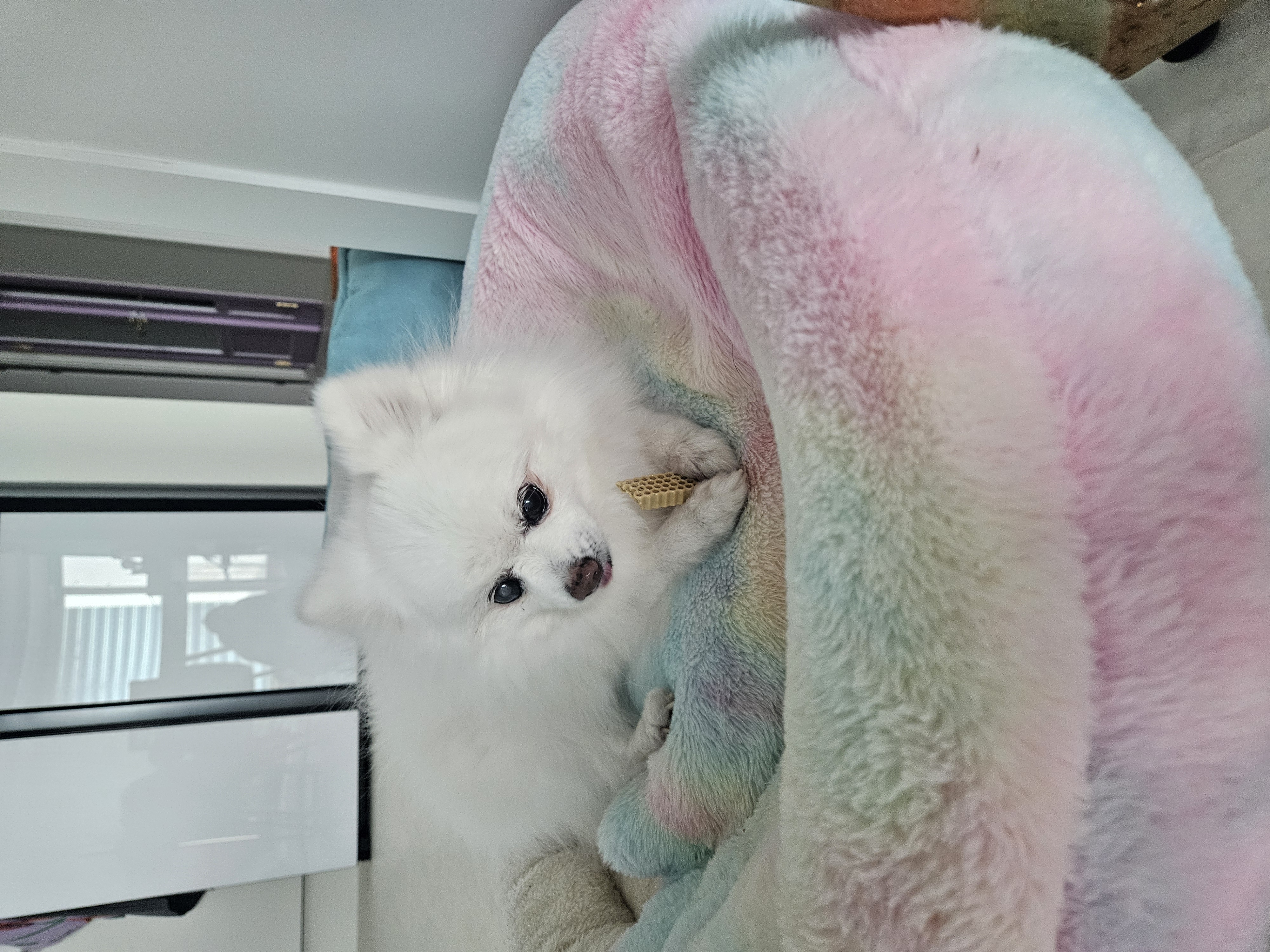보슬이 연장해서 임시보호중 입니다