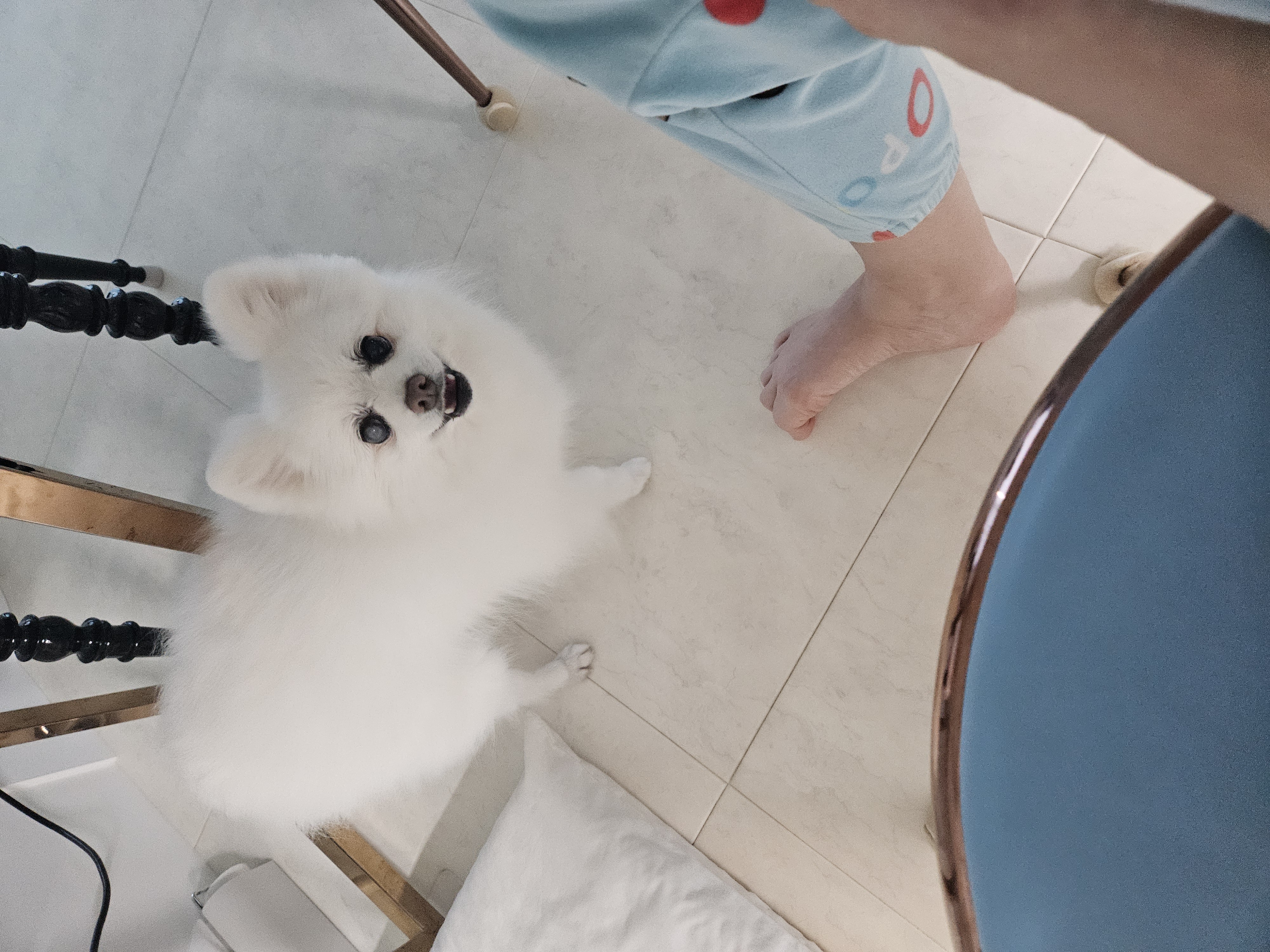 보슬이 연장해서 임시보호중 입니다