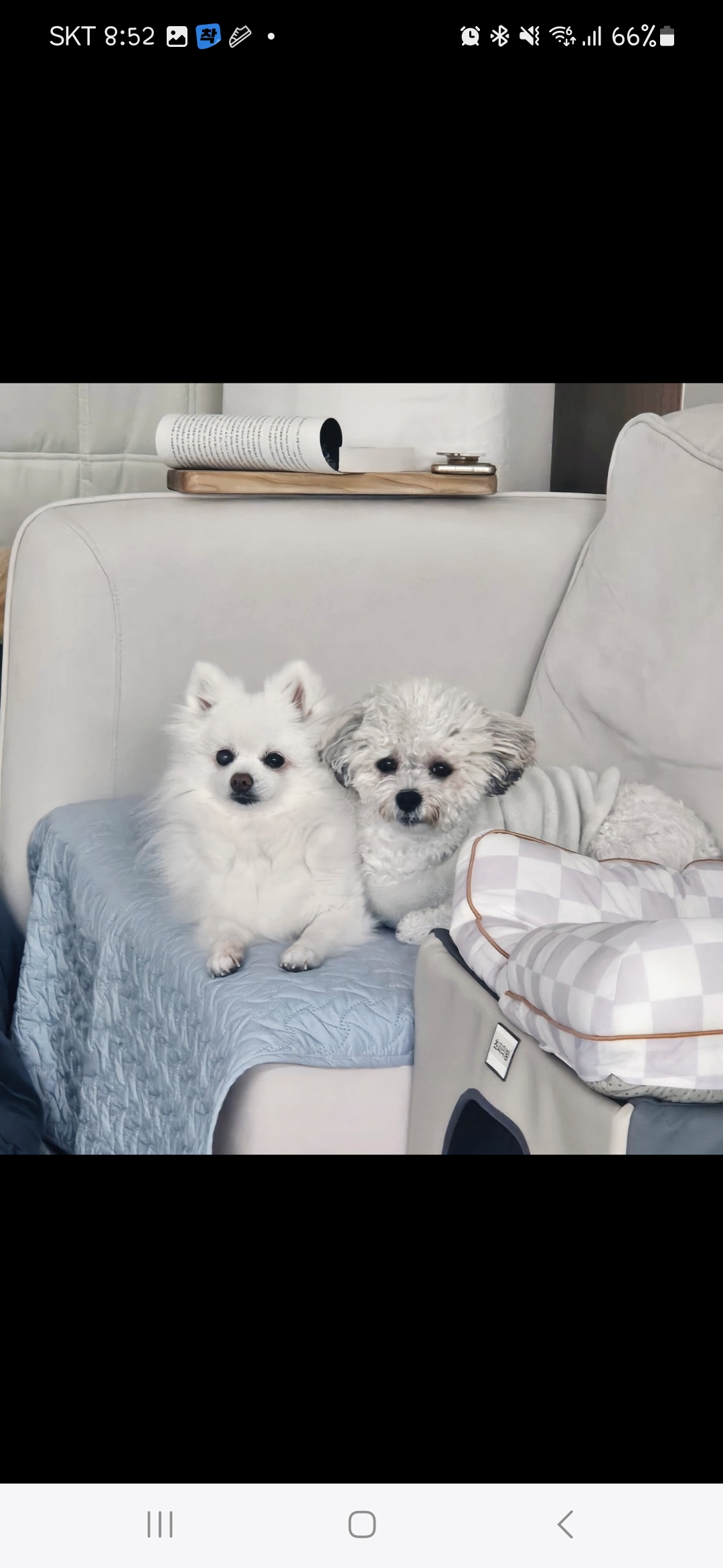 보슬이 연장해서 임시보호중 입니다
