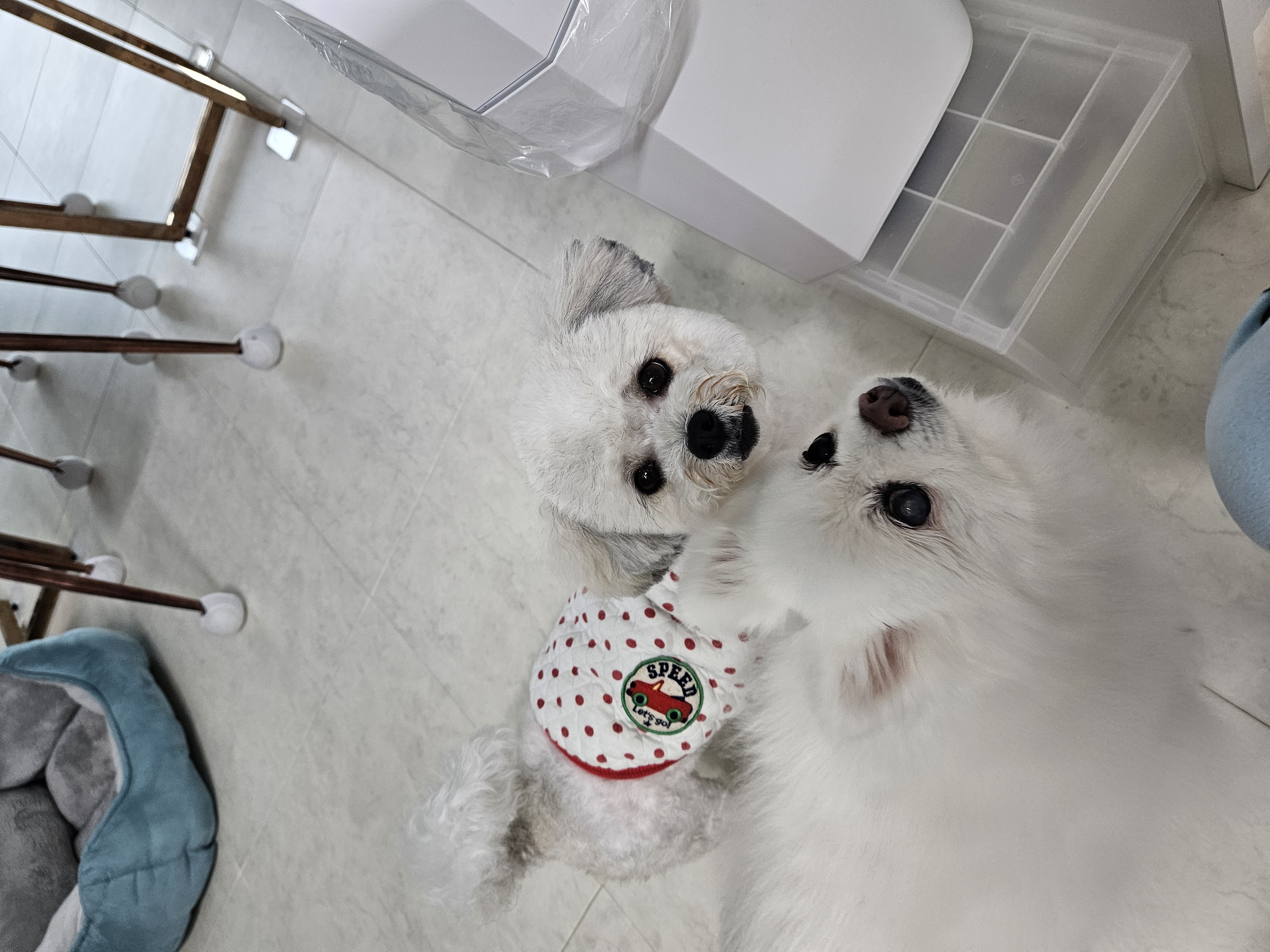 보슬이 연장해서 임시보호중 입니다