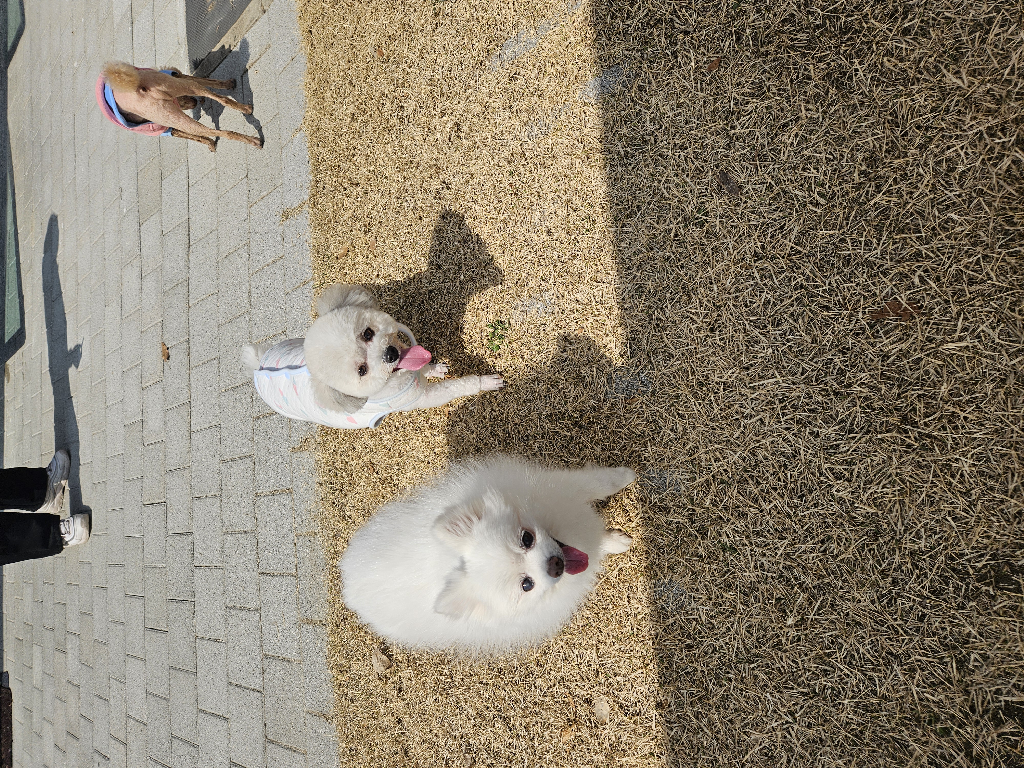 보슬이 연장해서 임시보호중 입니다