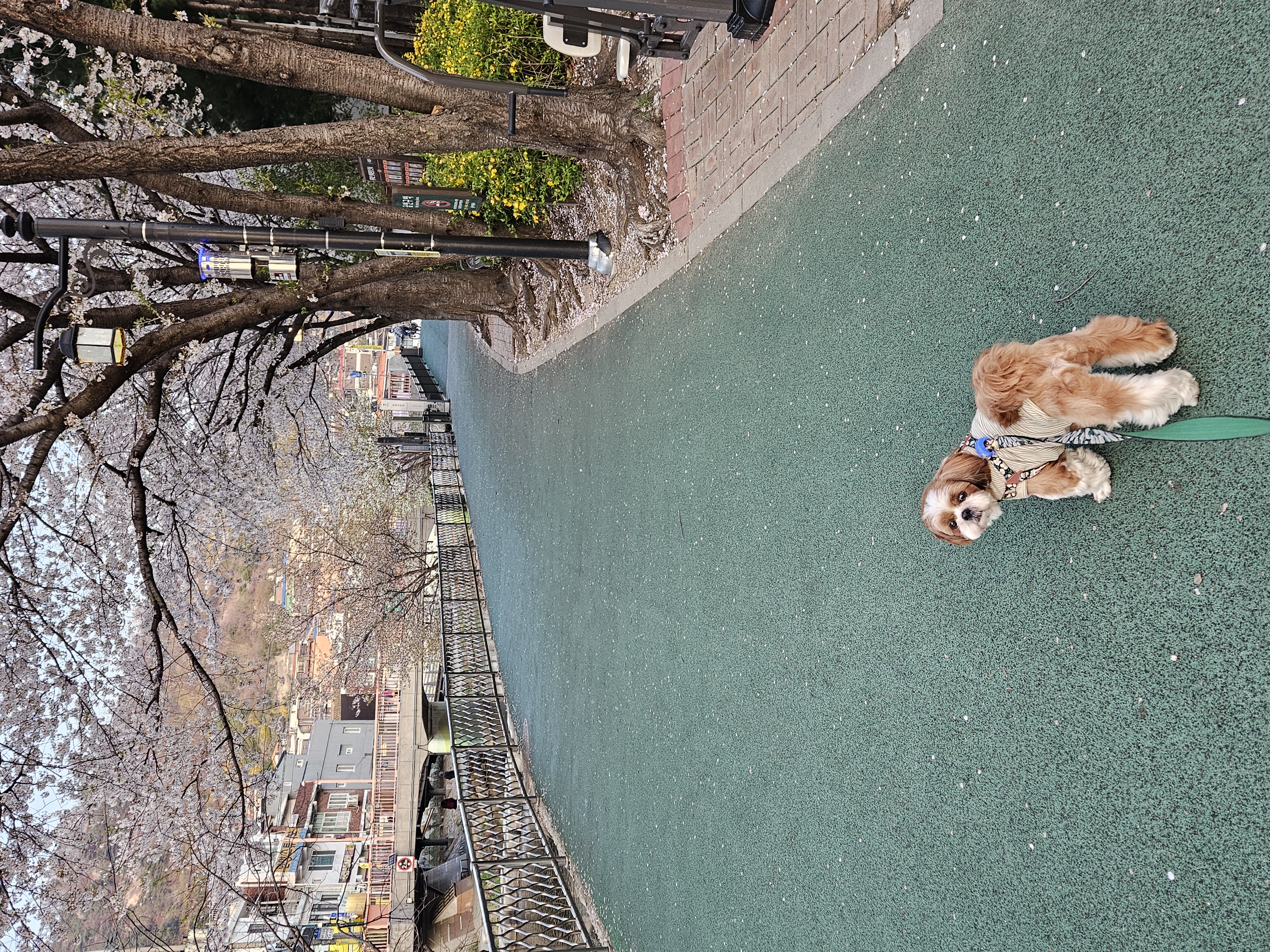 동동이(용자) 1년 되었어요