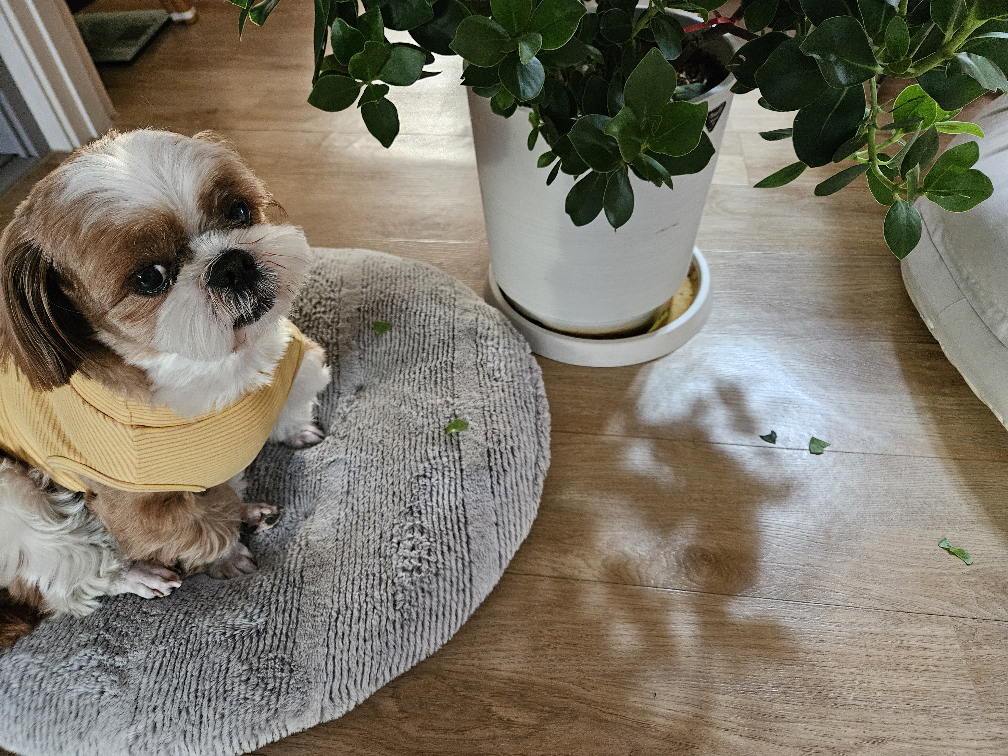 동동이(용자) 1년 되었어요