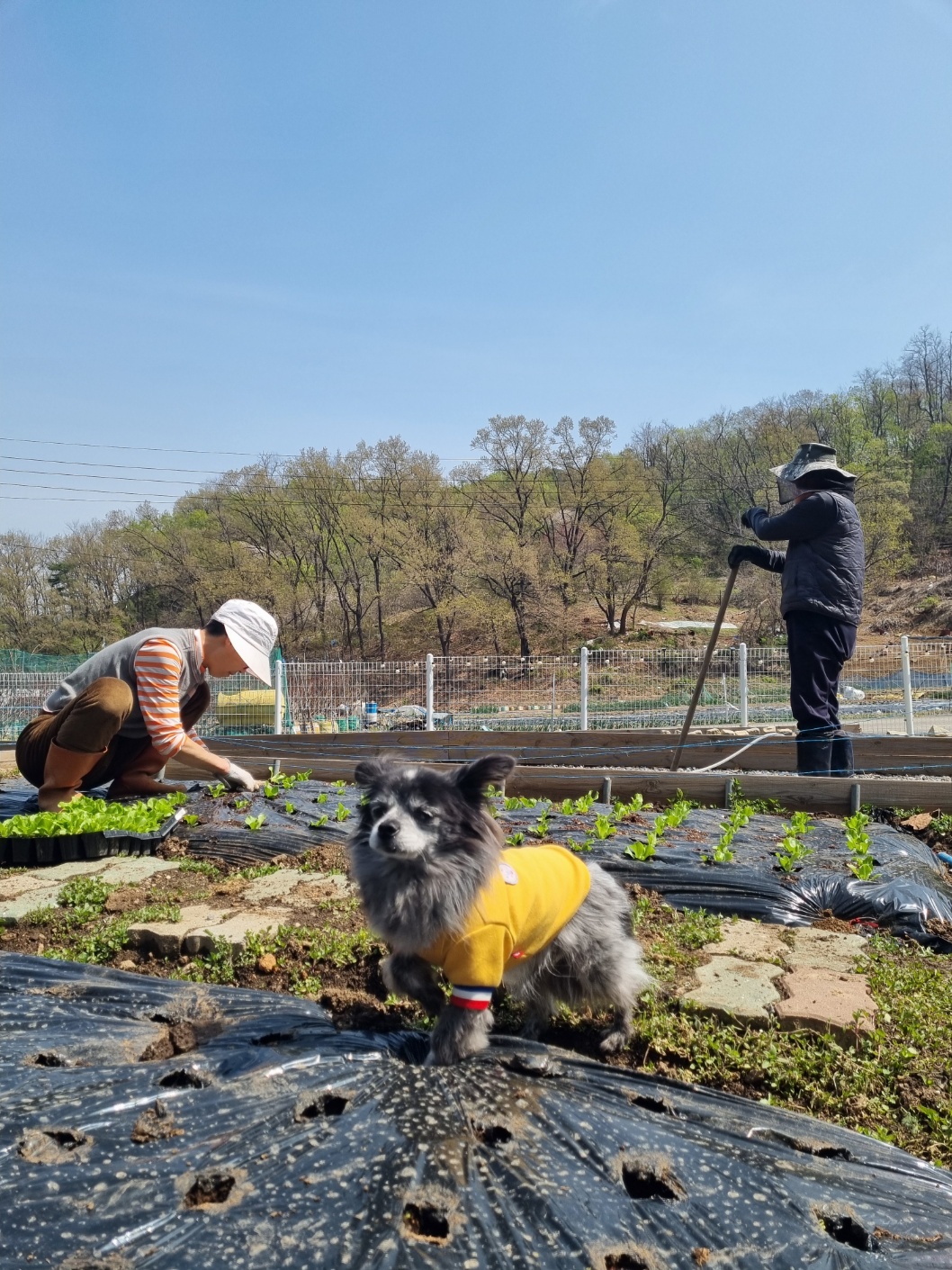 장탄씨 이야기 (#동자연_탄이) 입양 5주년