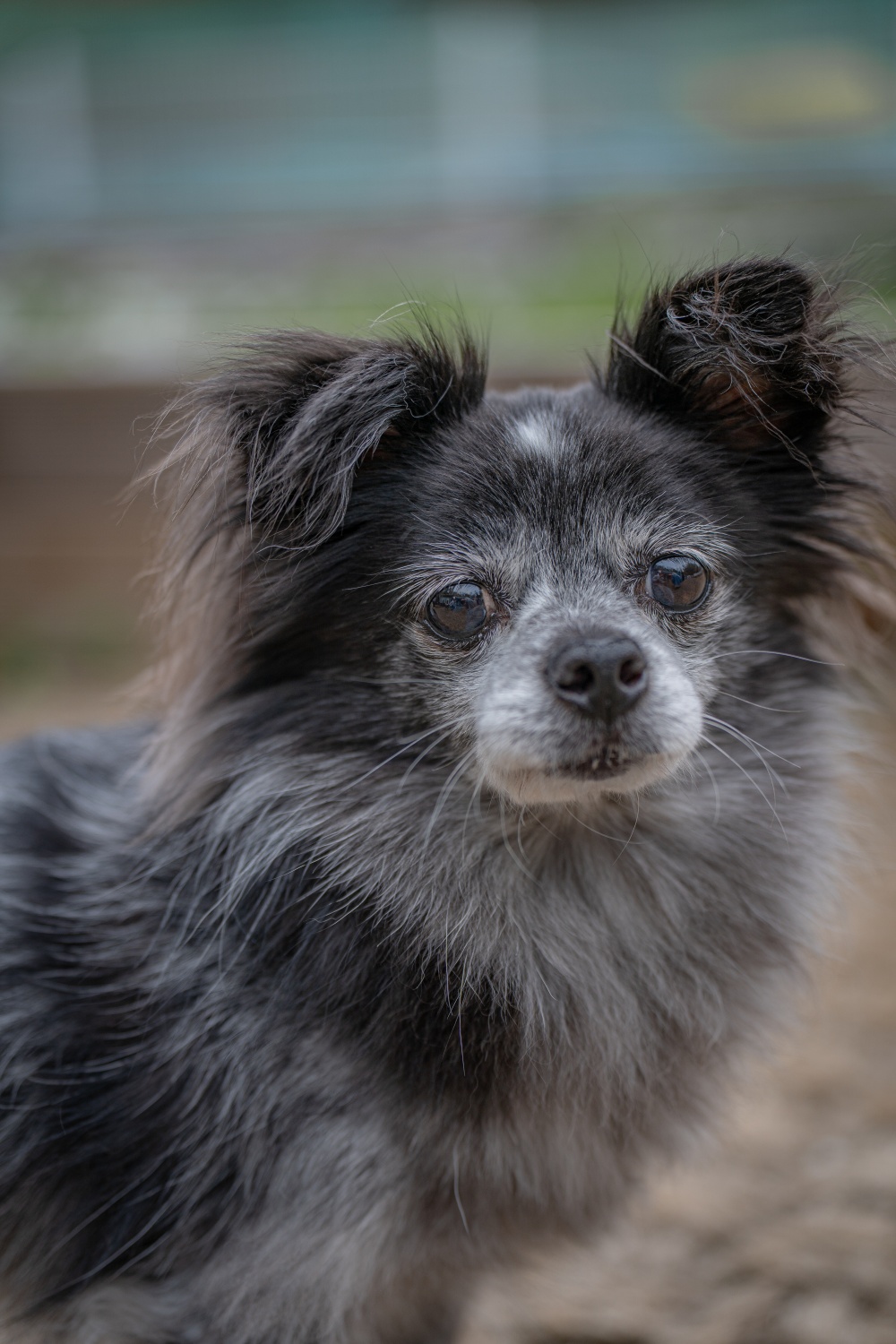 장탄씨 이야기 (#동자연_탄이) 입양 5주년