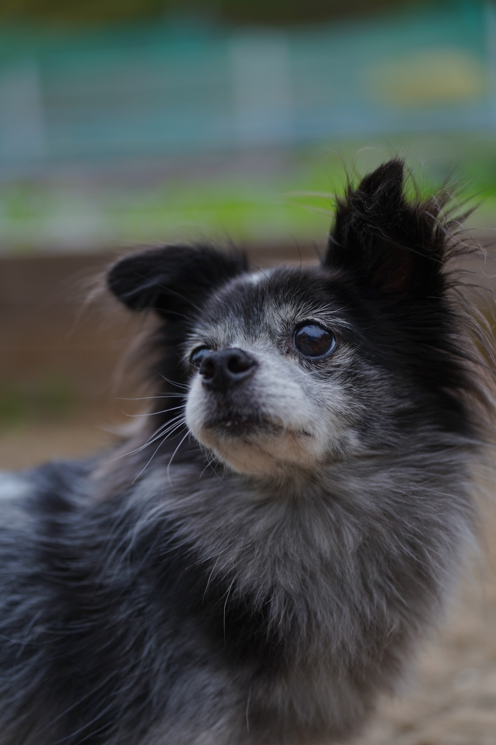 장탄씨 이야기 (#동자연_탄이) 입양 5주년