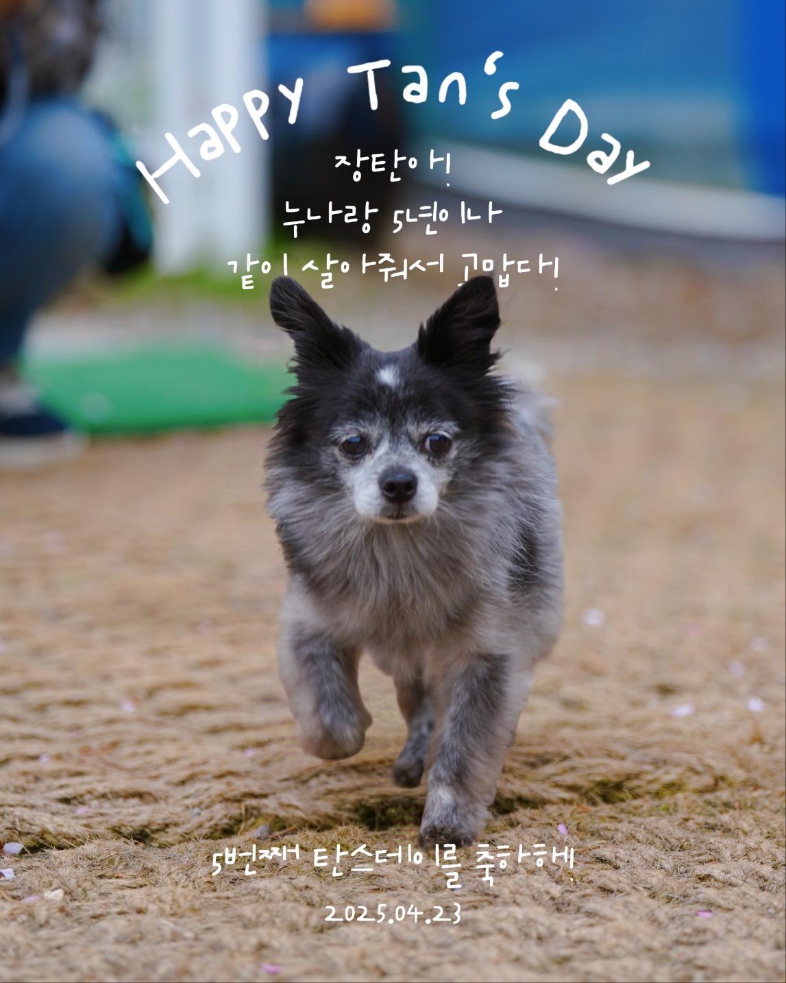 장탄씨 이야기 (#동자연_탄이) 입양 5주년