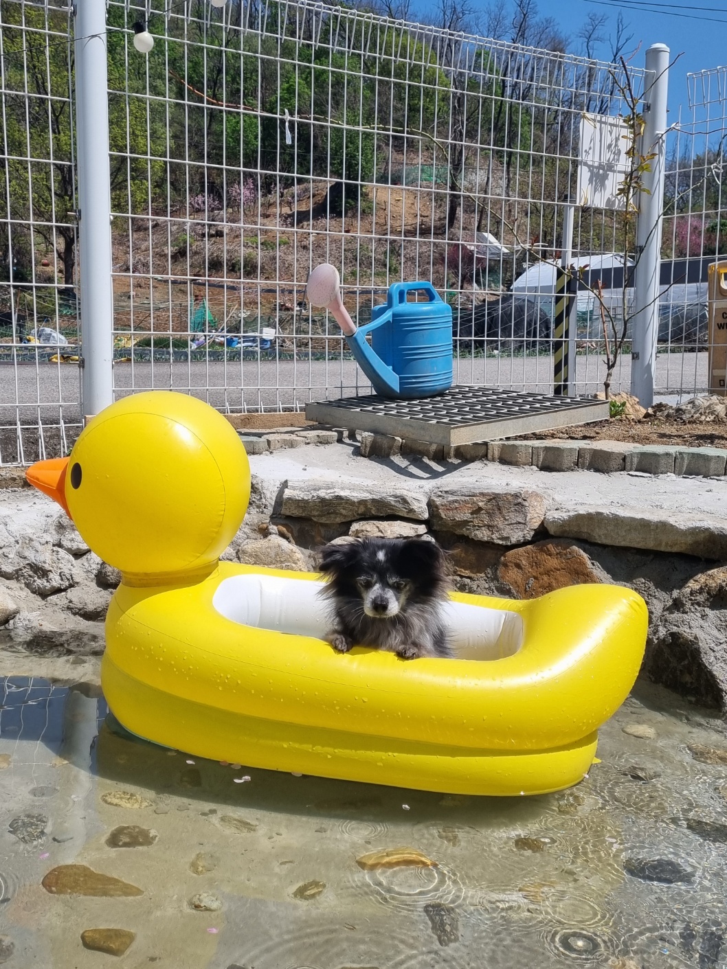 장탄씨 이야기 (#동자연_탄이) 입양 5주년