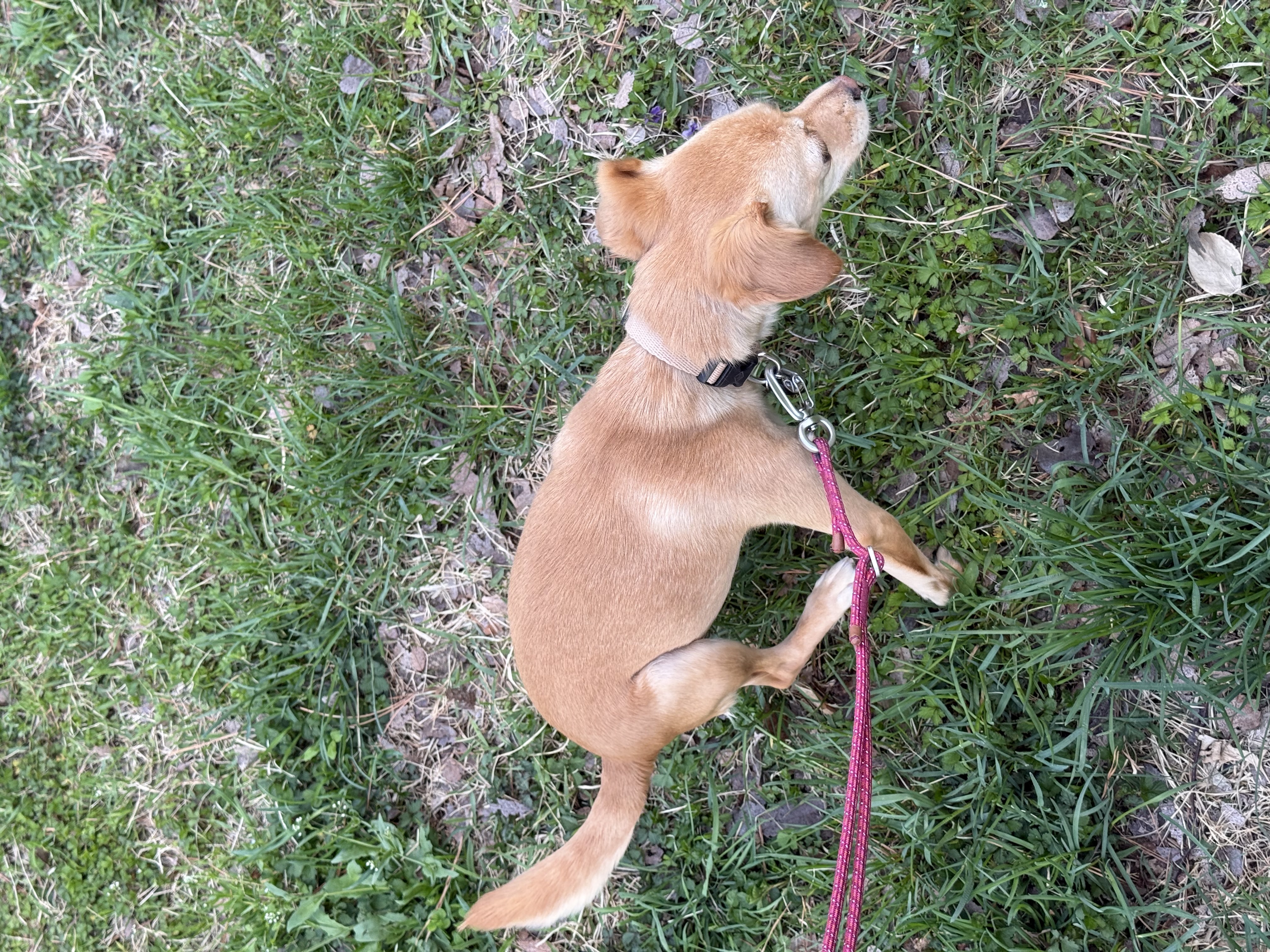 순대(리스터) 임시보호 사진입니다
