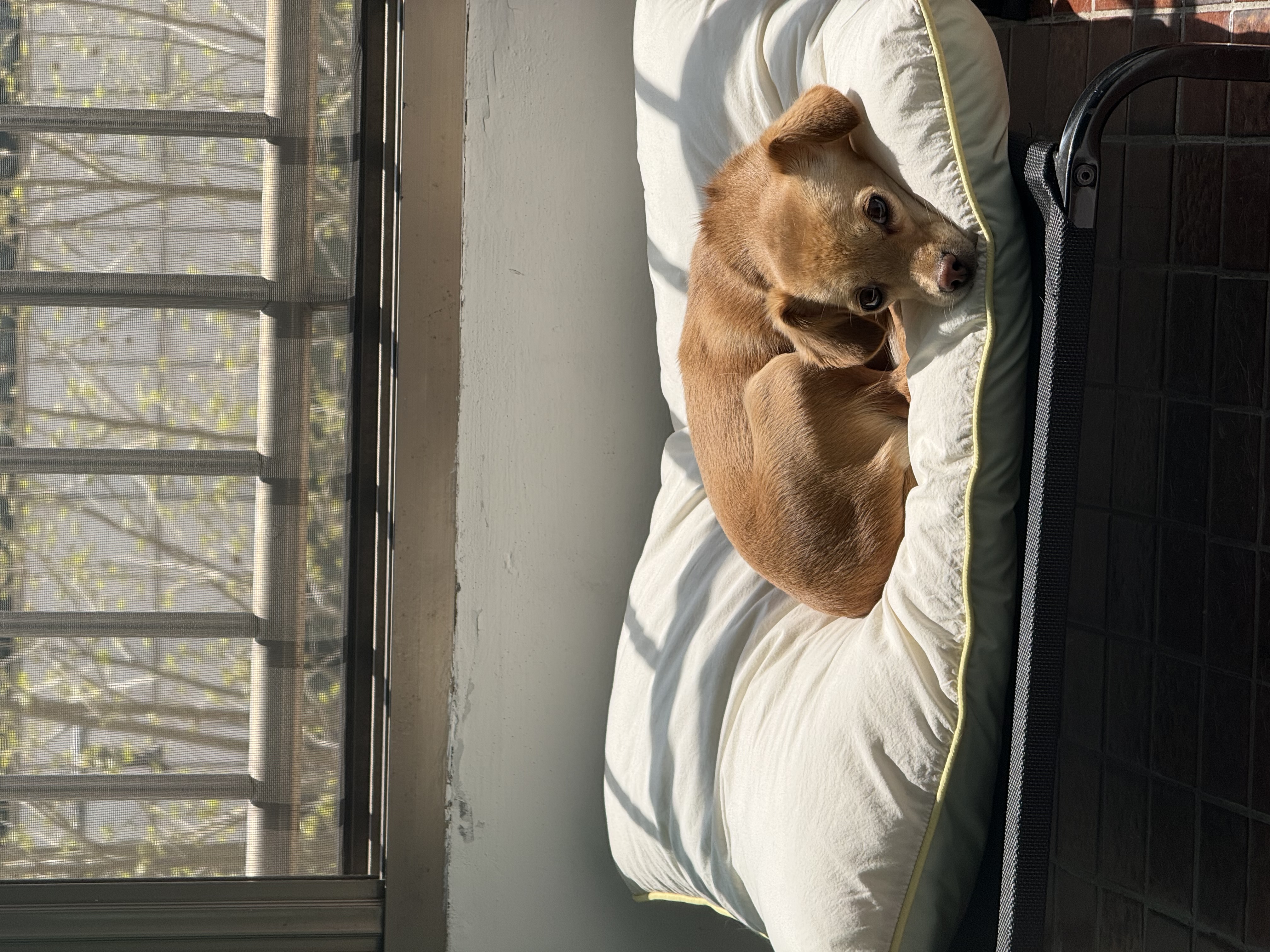 순대(리스터) 임시보호 사진입니다