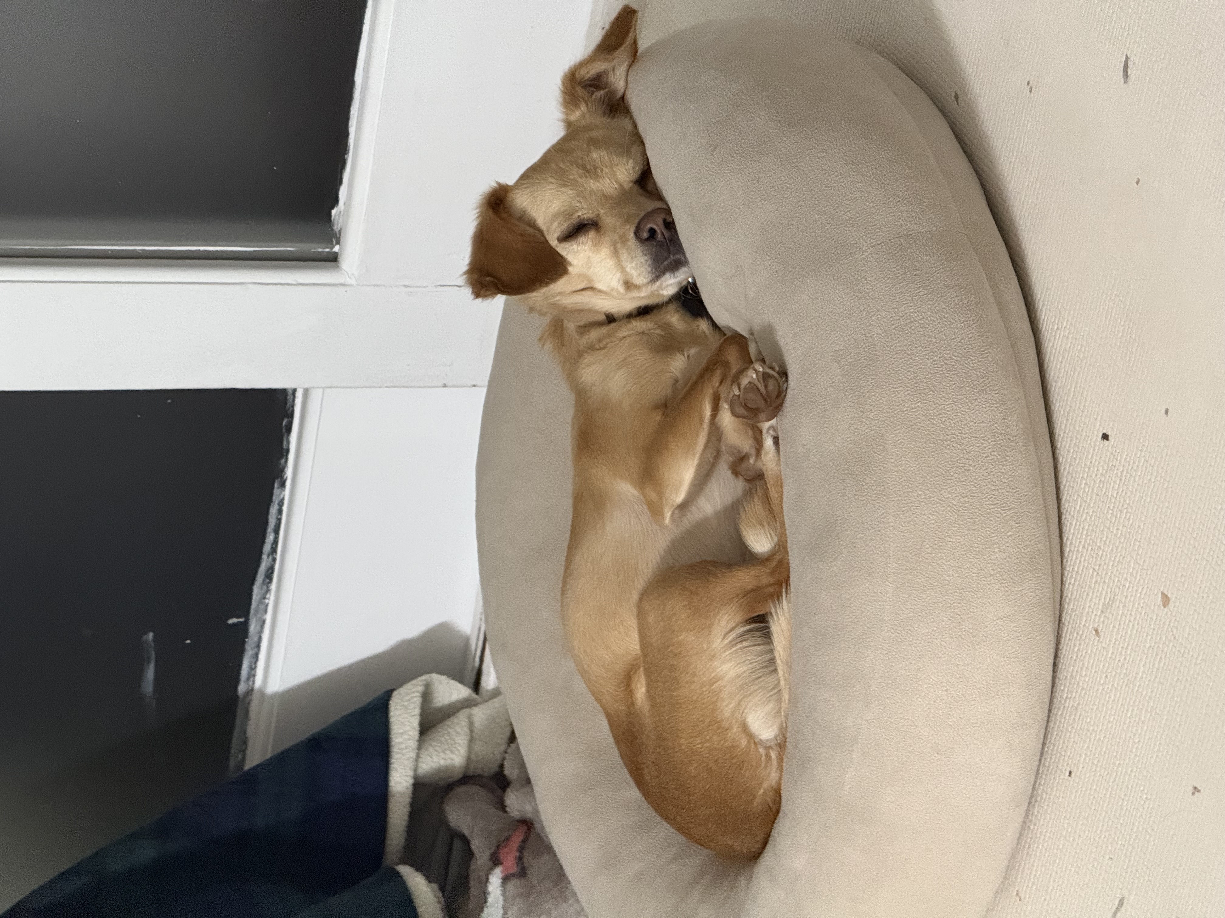 순대(리스터) 임시보호 사진입니다