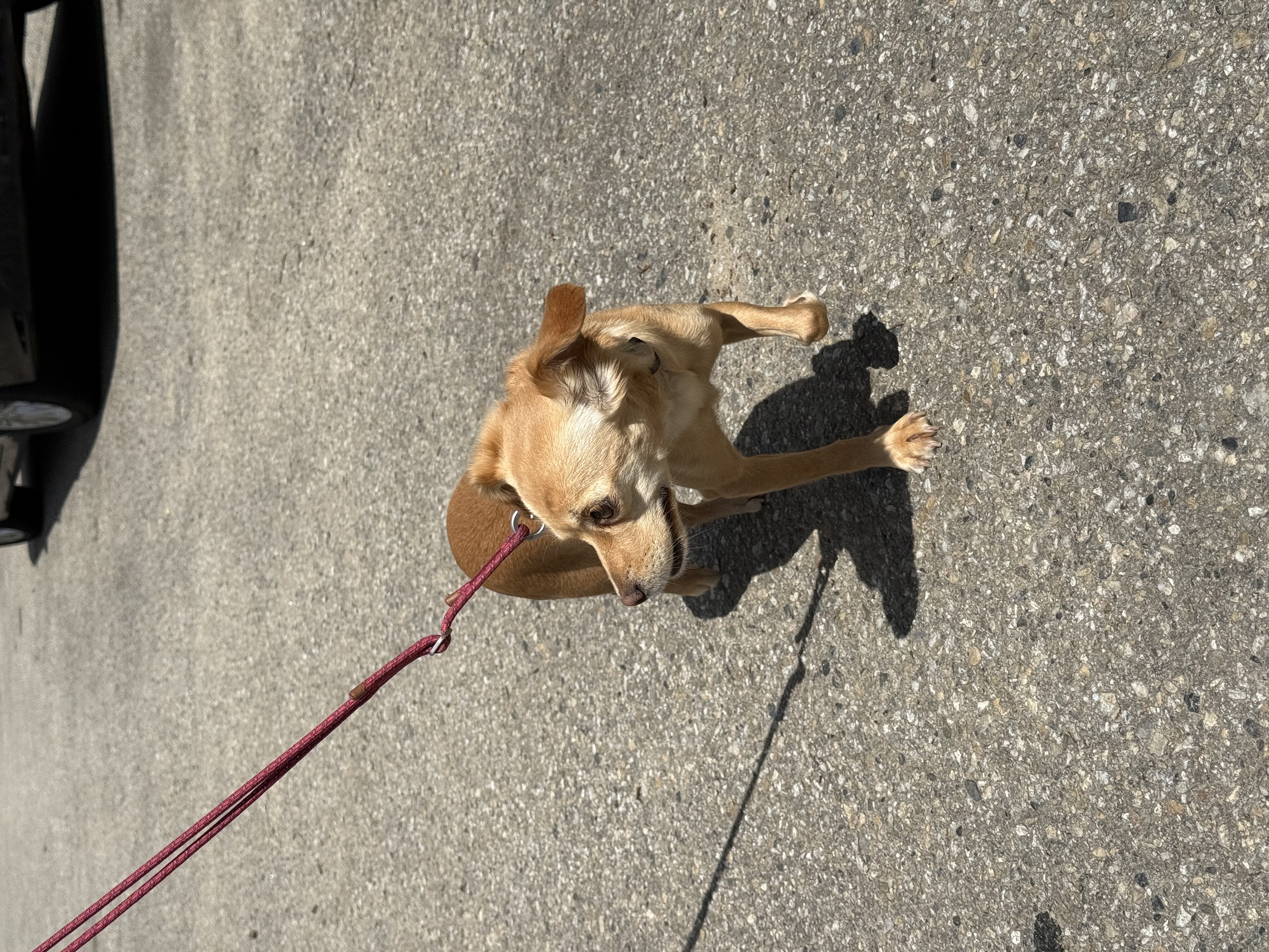 순대(리스터) 임시보호 사진입니다