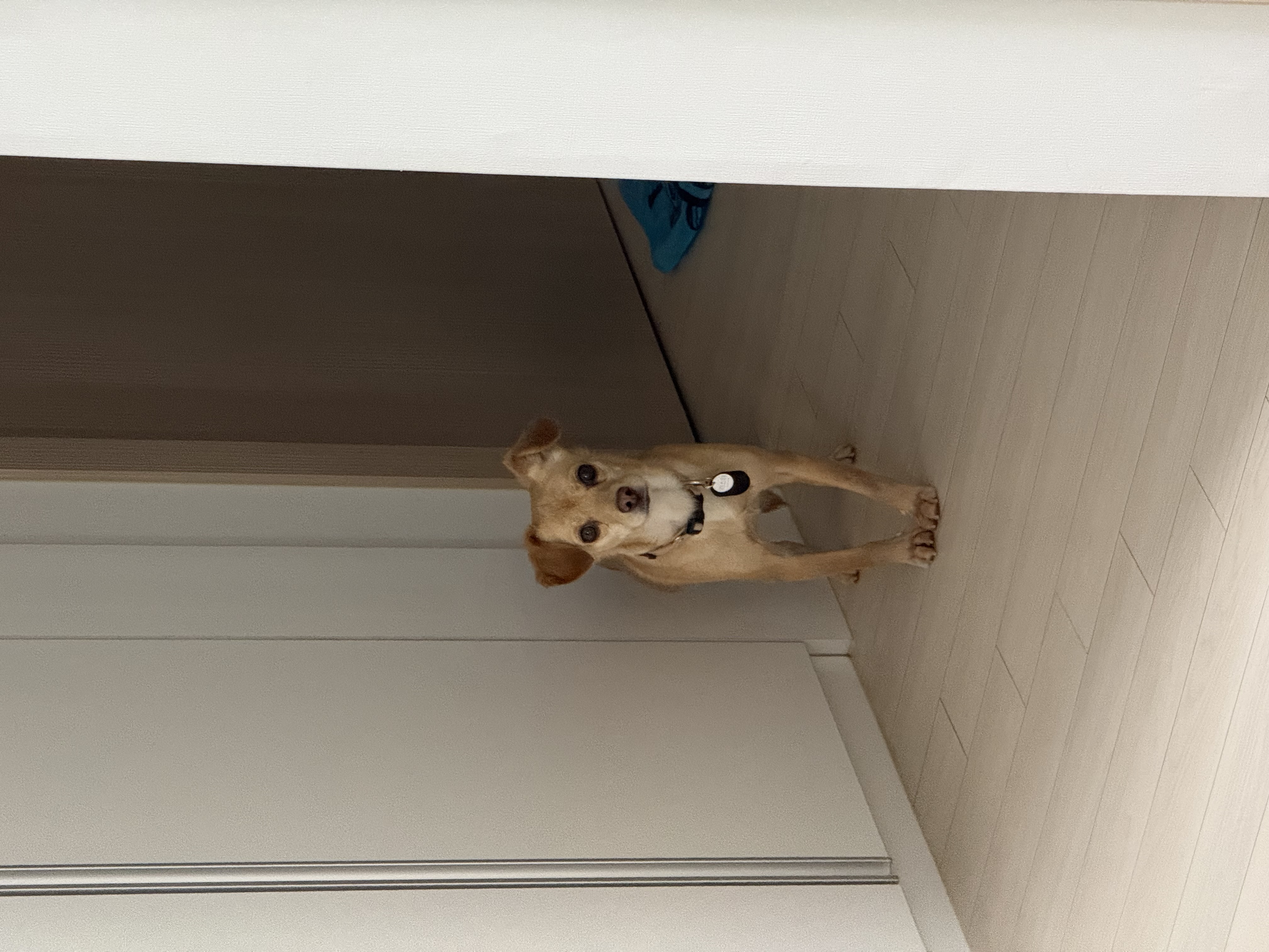 순대(리스터) 임시보호 사진입니다