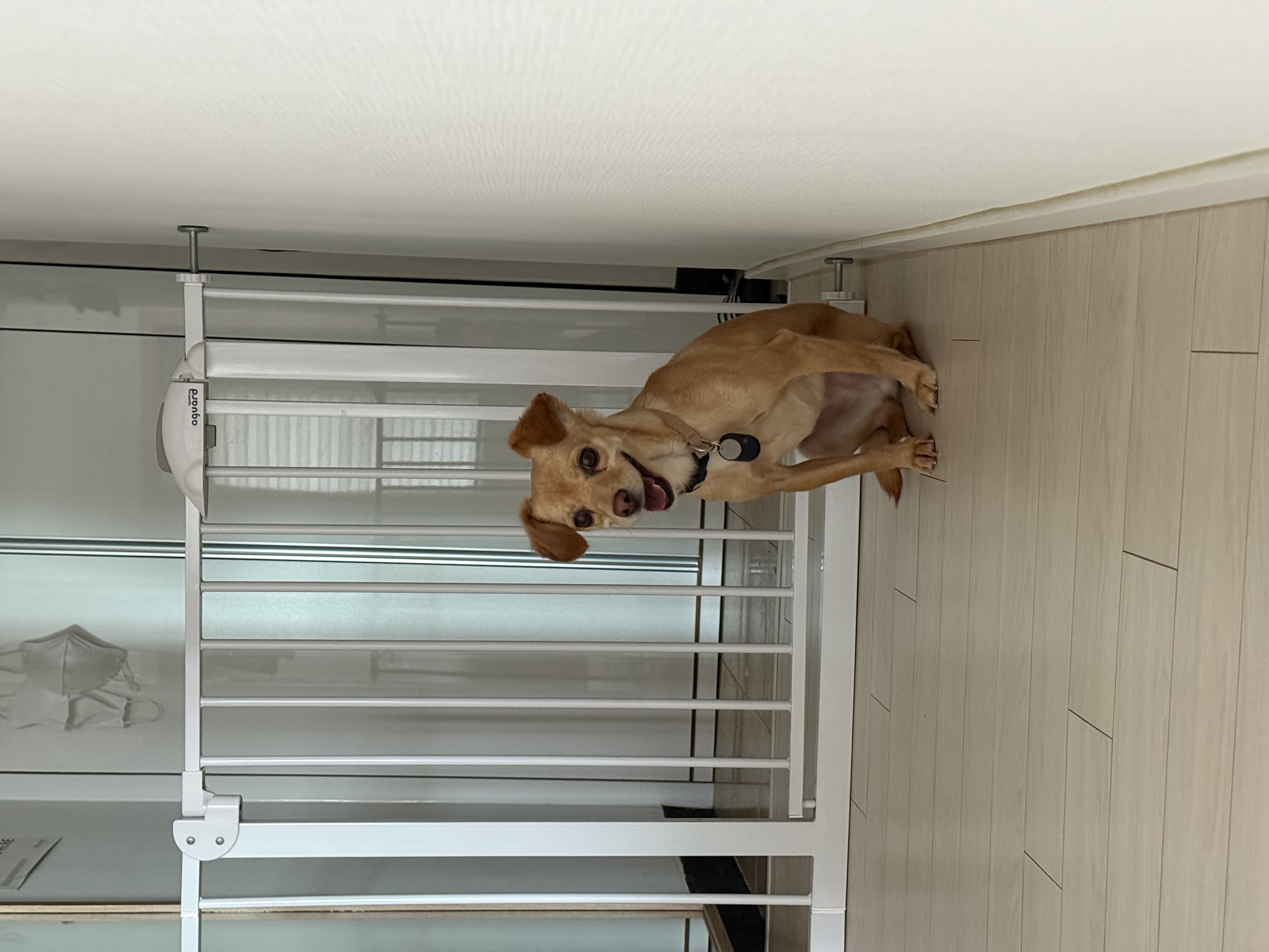 순대(리스터) 임시보호 사진입니다