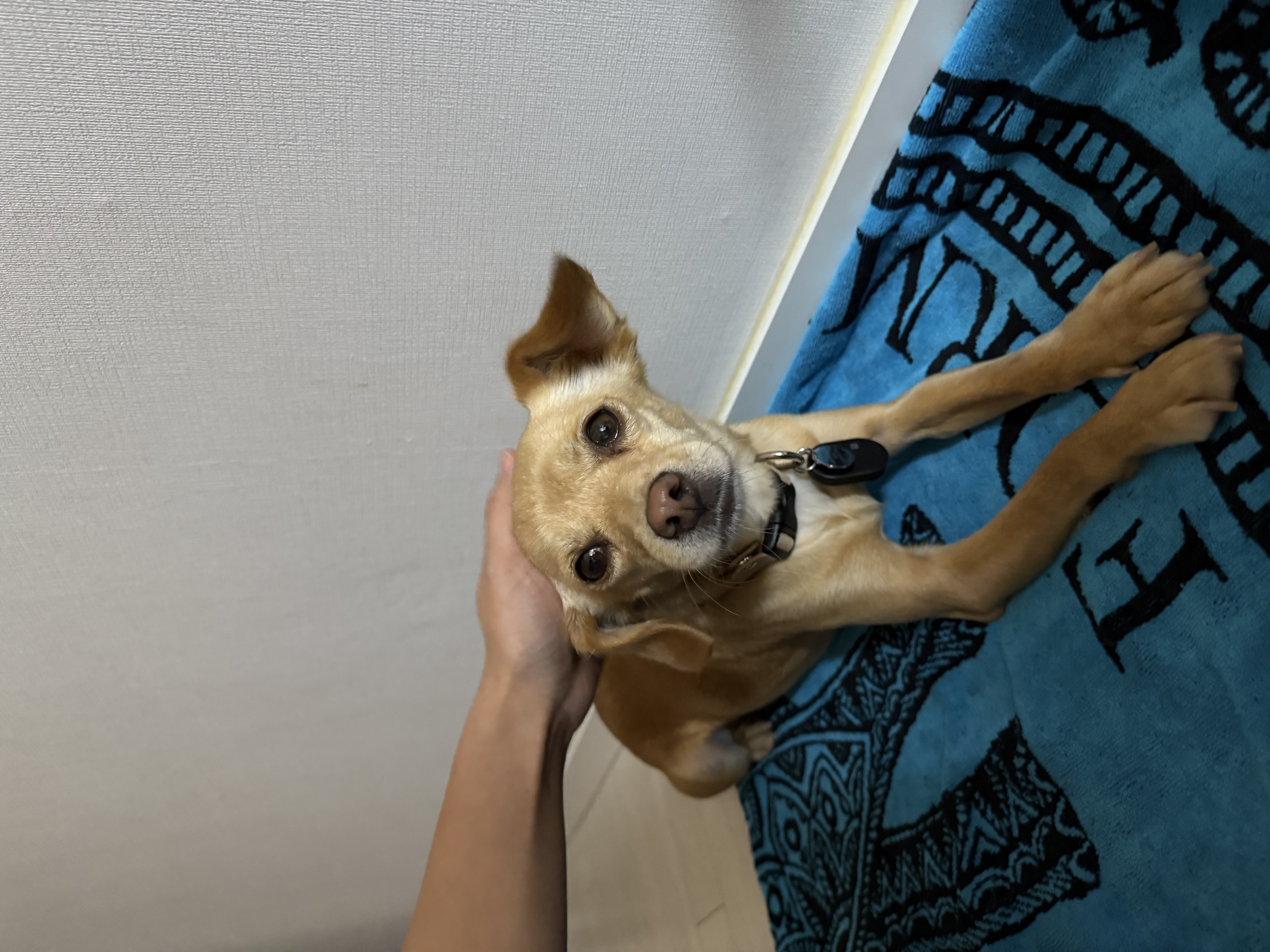 순대(리스터) 임시보호 사진입니다